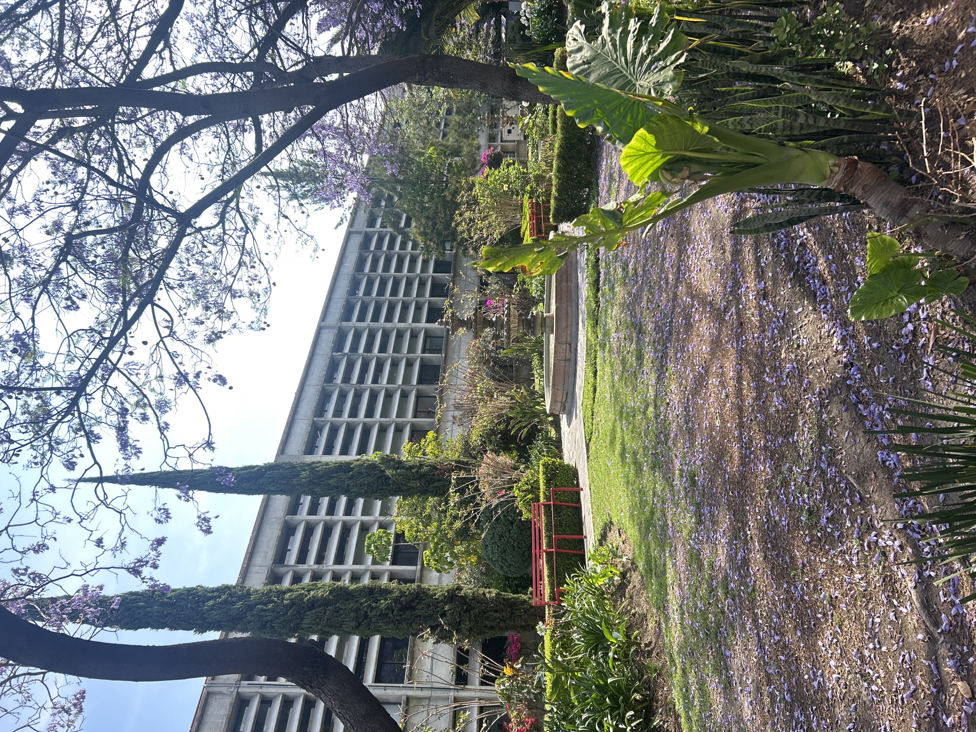 The image depicts a park-like setting with a modern building in the background. Purple flowers, likely jacaranda, are scattered across the ground, suggesting the trees are in bloom. A variety of plants and trees are visible, including tall, slender evergreens. A short, red metal structure, possibly a bench or decorative element, is present amidst the greenery. The building has a grid-like facade, composed of numerous rectangular windows. The sky is visible through the branches of a tree in the foreground. The specific city and location are unknown.