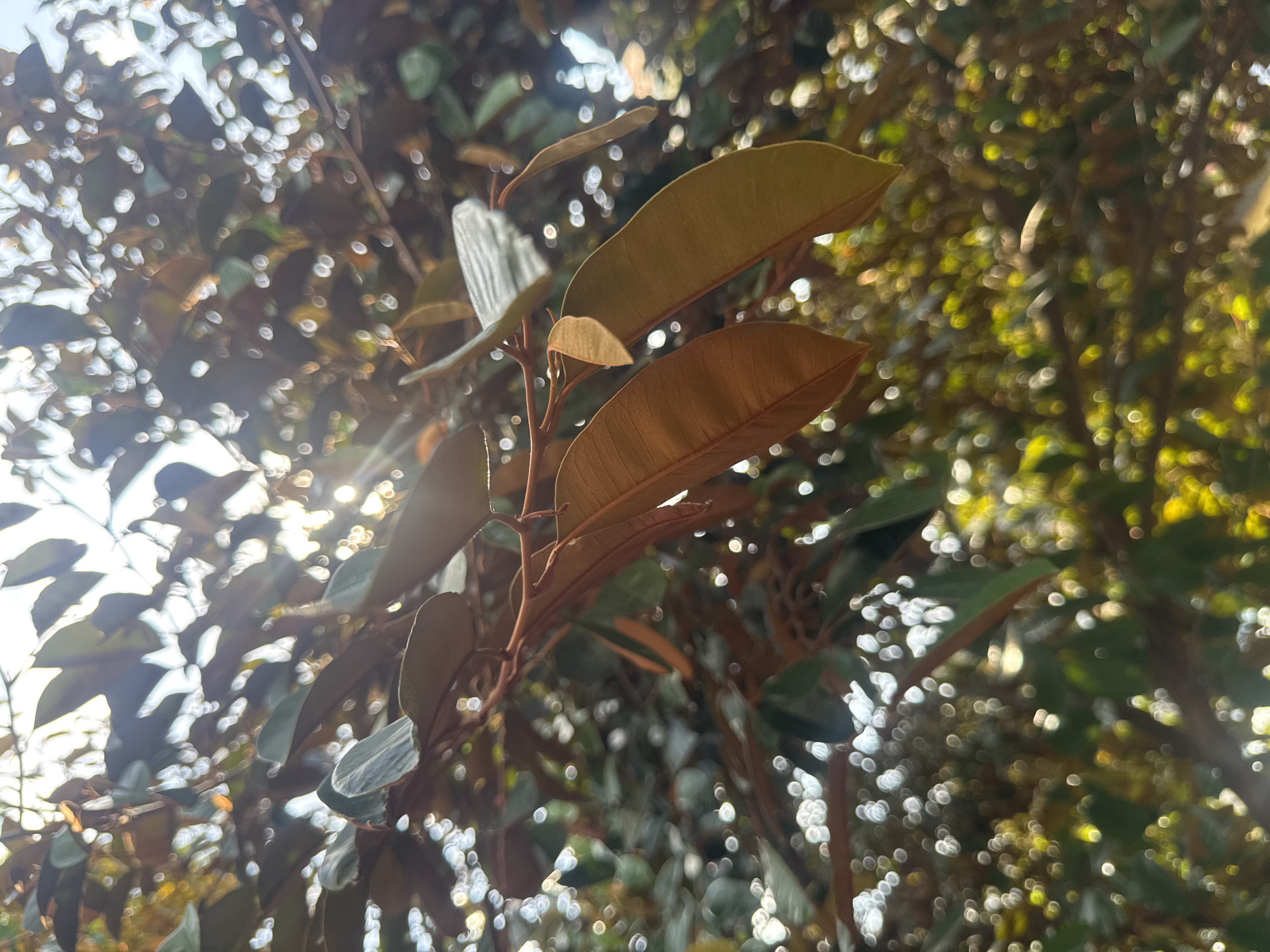 The image presents a close-up view of tree foliage, specifically a branch with oblong leaves ranging in color from pale green to reddish-brown. The background is filled with out-of-focus light circles, creating a bokeh effect. The lighting suggests sunlight filtering through the trees, creating a bright, hazy atmosphere. The image appears to be taken outdoors, possibly in a park or garden setting. The location, city of Đà Nẵng, Vietnam, cannot be confirmed solely from the image but requires additional information.