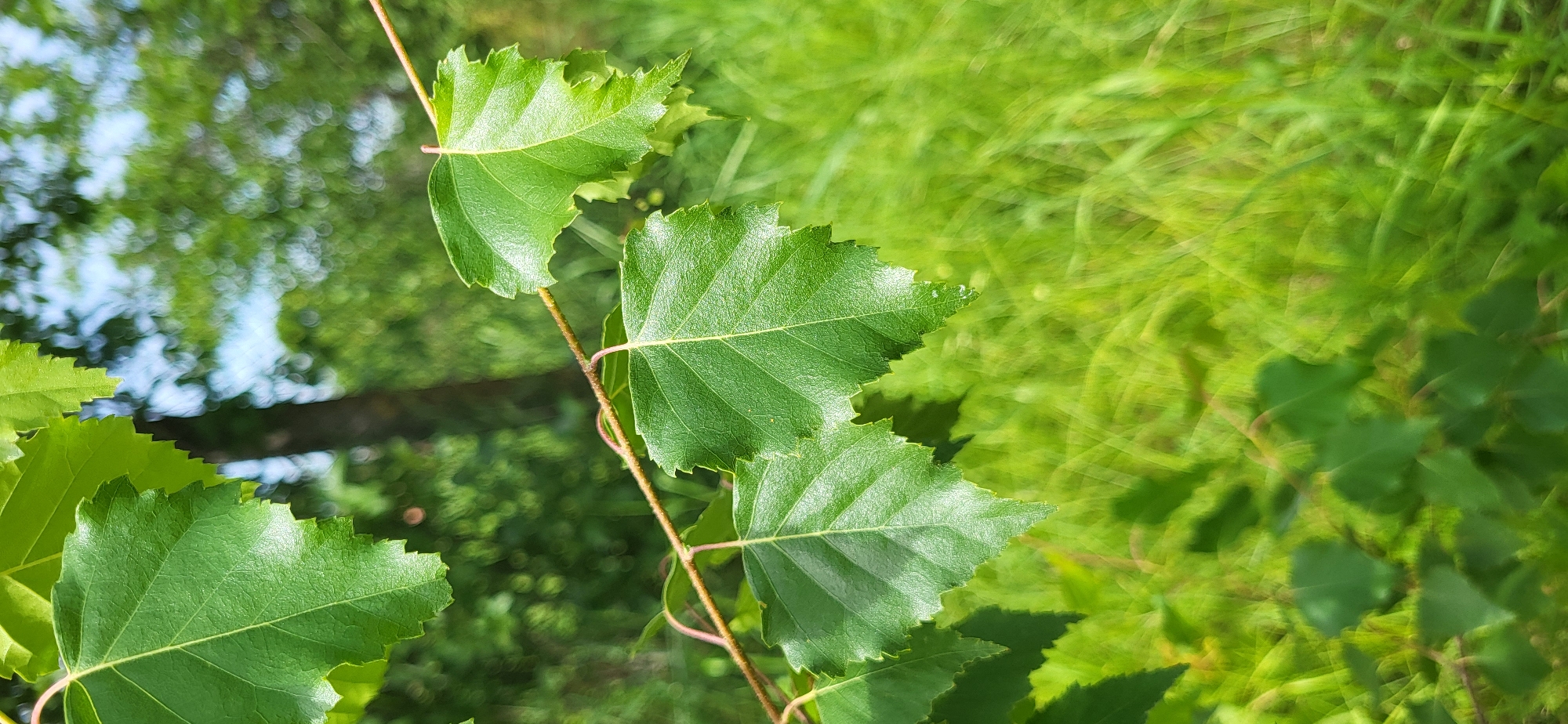 In Tetianivka, Ukraine, a close-up shot focuses on a branch with several green birch leaves. The leaves are serrated along the edges and have prominent veins. The branch itself is thin and brown with small pinkish tendrils. In the background, the scene is blurred, showing more greenery from other trees and grass, suggesting an outdoor, natural environment. The lighting indicates it is daytime.