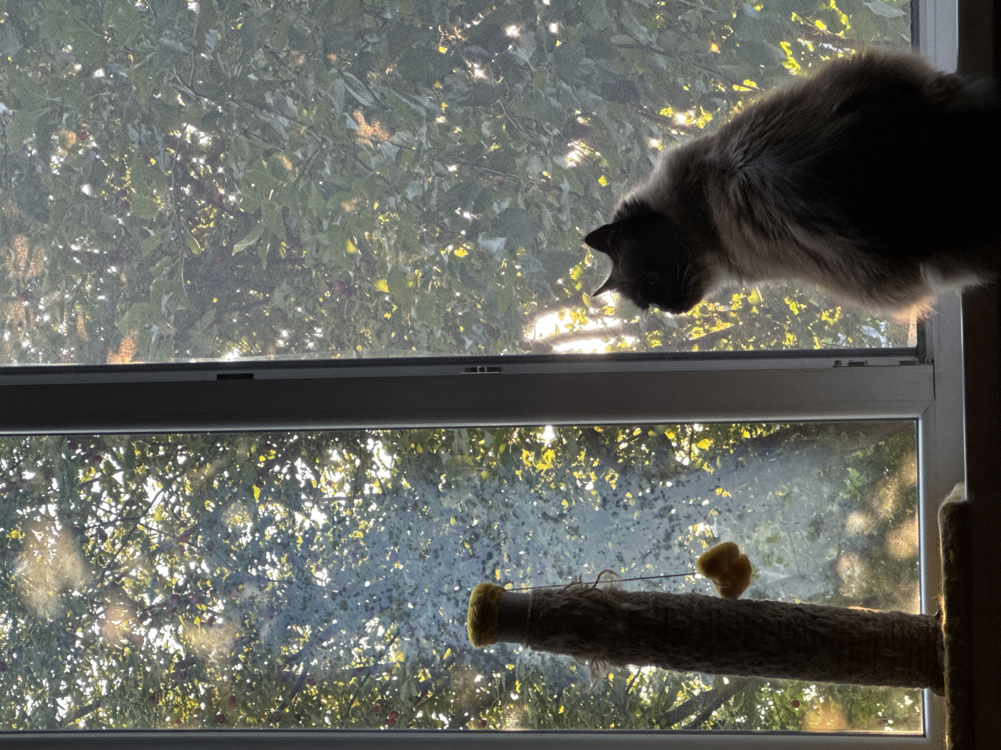 An indoor shot, from a low angle, shows a cat and a cat tree in front of a window. The window looks out onto a tree with green leaves and red fruit, illuminated by bright sunlight. Dust motes are visible in the air, catching the light. The cat, a fluffy, medium-haired breed with dark fur on its face and lighter fur on its body, is perched on the windowsill, facing away from the camera and looking out the window. To the left of the cat is a cat tree, a cylindrical object wrapped in rough material, with a yellow pom-pom hanging from a string. The scene is set indoors, likely in a residential environment, given the presence of the cat and cat tree. The time of day appears to be late afternoon or early morning, judging by the angle of the sunlight.