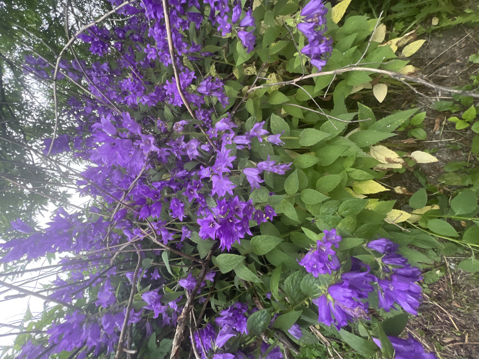 The image depicts a dense cluster of purple bellflowers, also known as campanula, in bloom. The flowers are arranged on long, slender stems, interspersed with vibrant green leaves. Some of the lower leaves have begun to turn yellow, suggesting the late stages of the blooming season or a natural progression of the plant's life cycle. The background consists of out-of-focus greenery and branches, with a glimpse of a bright, overcast sky. The ground beneath the flowers appears to be covered with dry grass and soil. This natural scene is situated in a location that is part of the city of Yuzhno-Sakhalinsk, Russia, likely in a park, garden, or natural area within the urban environment. No people or actions are depicted in the image.