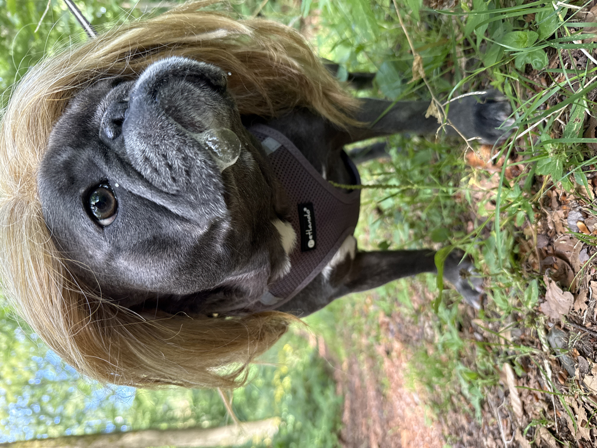 The image shows a close-up, low-angle shot of a dark-colored French bulldog wearing a blonde wig, outdoors in a wooded area. The dog is facing the camera, with its head tilted slightly to the right. A prominent bubble of saliva is visible on its snout. The dog is wearing a dark grey mesh harness with a reflective strip and a small tag that reads "PetHands."
The background consists of a forest floor covered in fallen leaves and green grass, with trees and dappled sunlight visible in the distance. The setting appears to be a walking trail in a natural environment.
The image's description does not contain information about the location being the city of Bad Sachsa, Germany.