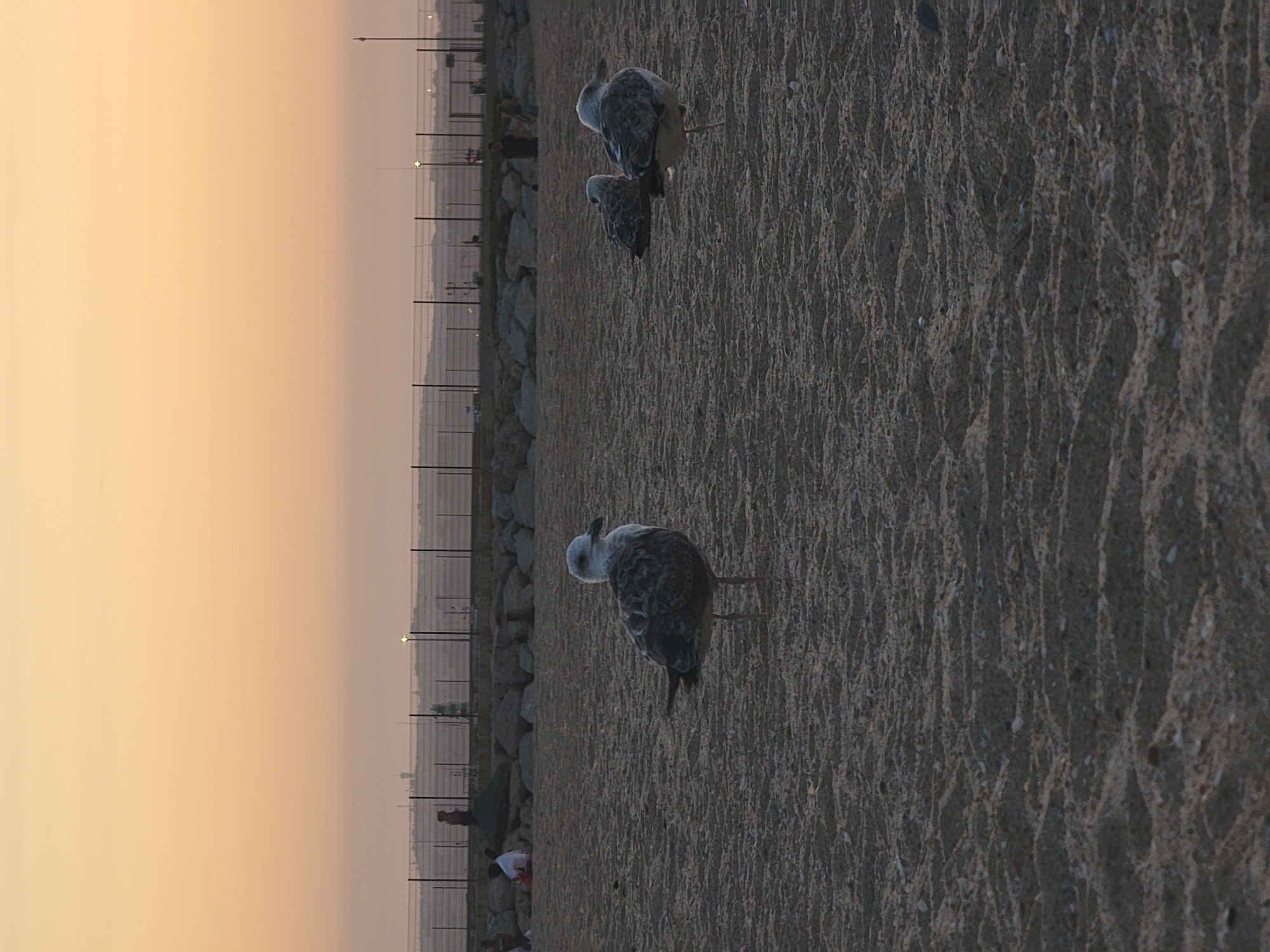 The image depicts a sandy beach in Quarteira, Portugal, during what appears to be sunset or dawn, indicated by the warm, hazy orange sky. In the foreground, several seagulls are present. One seagull stands prominently in the center of the frame, facing left. To the right of the central seagull, two other seagulls are positioned, one facing away and the other facing towards the left. The beach itself is covered in sand with visible texture and some scattered pebbles. In the background, a line of rocks forms a barrier, beyond which a dark fence stretches horizontally across the image. Further in the distance, silhouetted figures of people can be seen near the fence and on the rocky area. The far background shows a hazy landscape with distant structures and the muted colors of the sky.