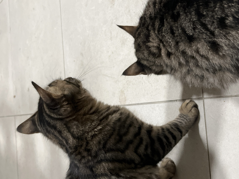 Memory