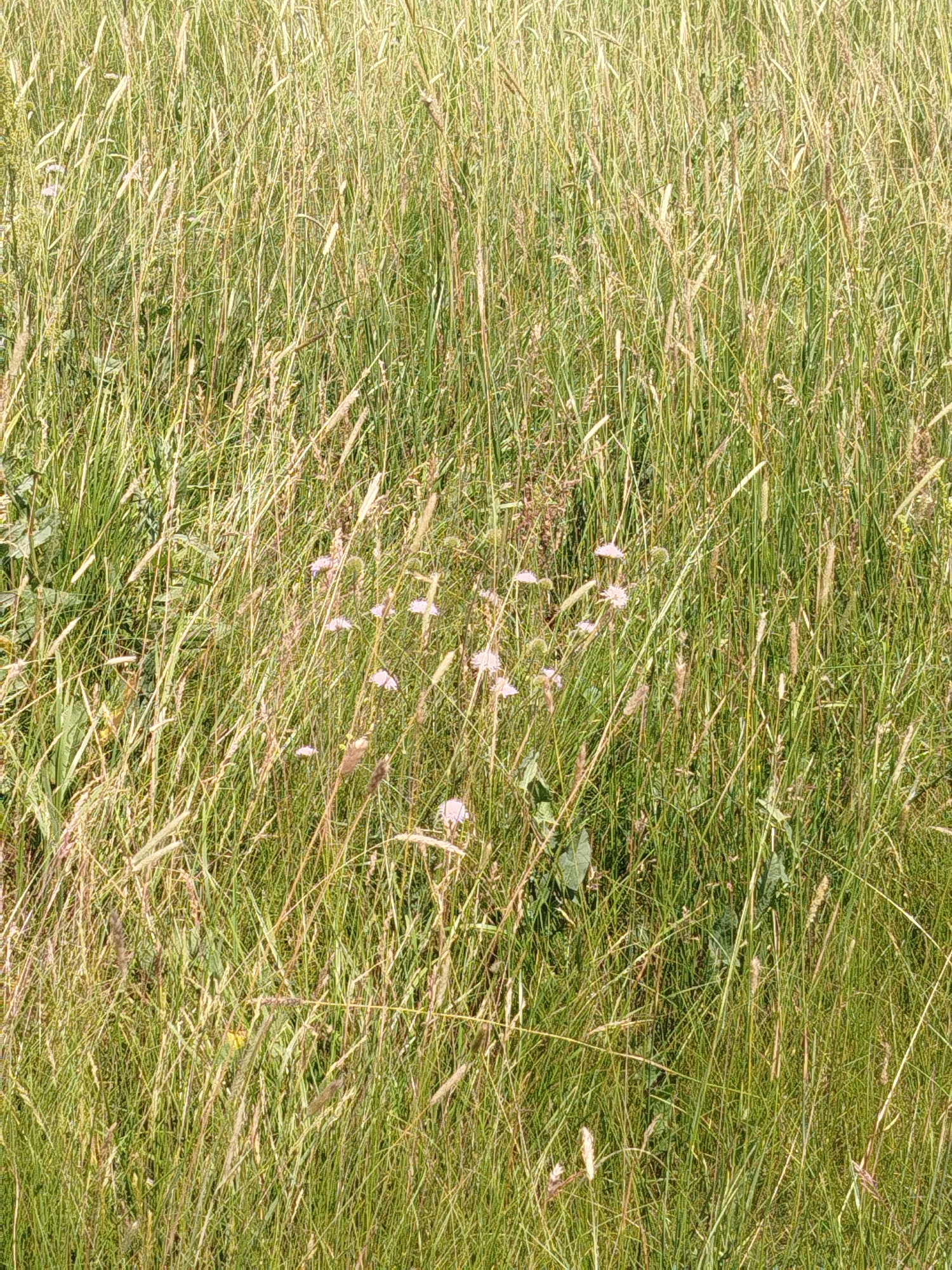The image shows a dense field of tall green and golden grasses, with some small pinkish-white flowers scattered throughout. The scene is typical of a meadow or uncultivated land. There are no people or man-made objects visible. The location is identified as Ustyvytsya, Ukraine.