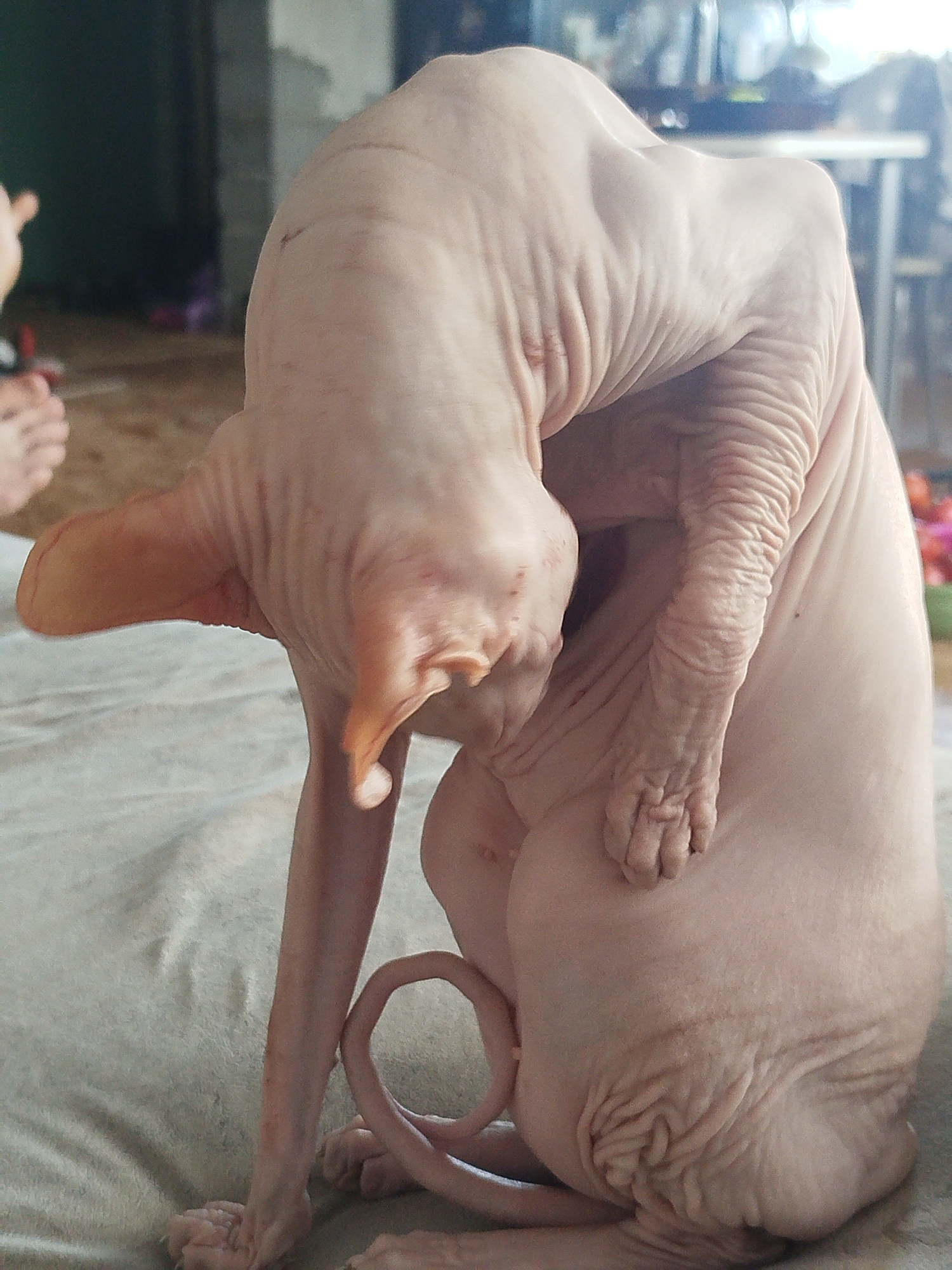 The image shows a close-up, eye-level shot of a hairless cat, likely a Sphynx breed, sitting on a light-colored, textured surface. The cat is curled into a unique position, with its head bent down and tucked into its body. Its skin is wrinkled, a characteristic feature of the breed, and appears to be a light pinkish-tan color. The cat's ears are large and prominent. Its tail is curled around its hindquarters. The background is softly blurred, with hints of furniture and possibly a window with light streaming through, suggesting an indoor environment. The overall lighting is soft and diffused. There is no discernible location in the city of Zavodoukovsk, Russia, visible in the image.
