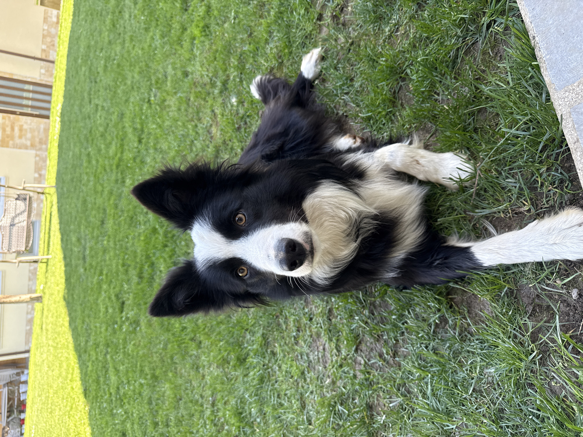 A black and white Border Collie is lying on green grass. The dog is facing the camera, with its head tilted slightly to the side. The dog is lying on its side in a yard. The background includes a building or house and other lawn furniture. There is no indication of the location being Berkovitsa, Bulgaria.