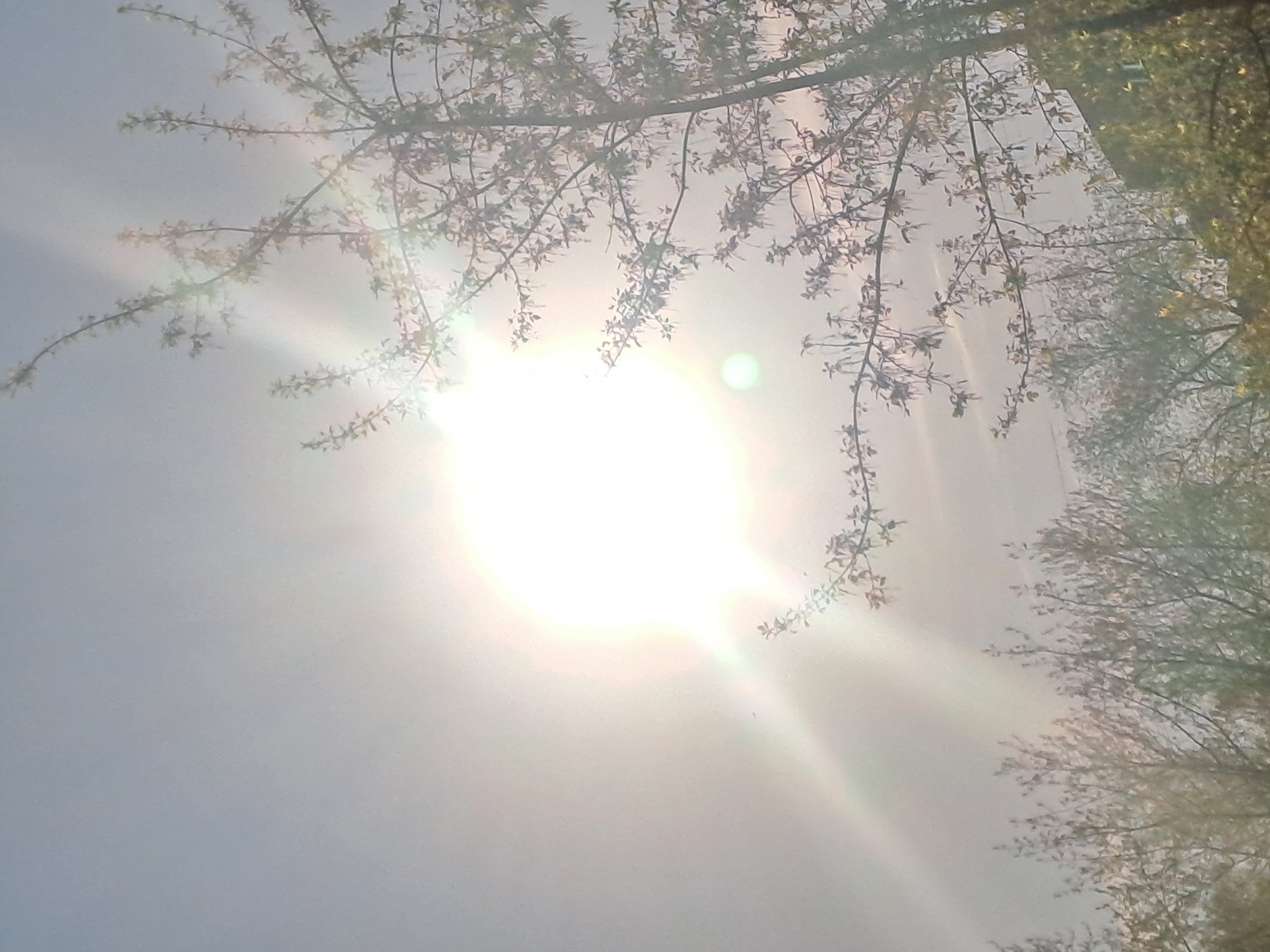 The image shows a bright, possibly midday, sun shining through branches of trees with small leaves. The sky is pale and obscured by the brightness of the sun. There is no indication of any people, specific objects, or interactions. The location in Elektrostal, Russia is not determinable from the visual information provided.