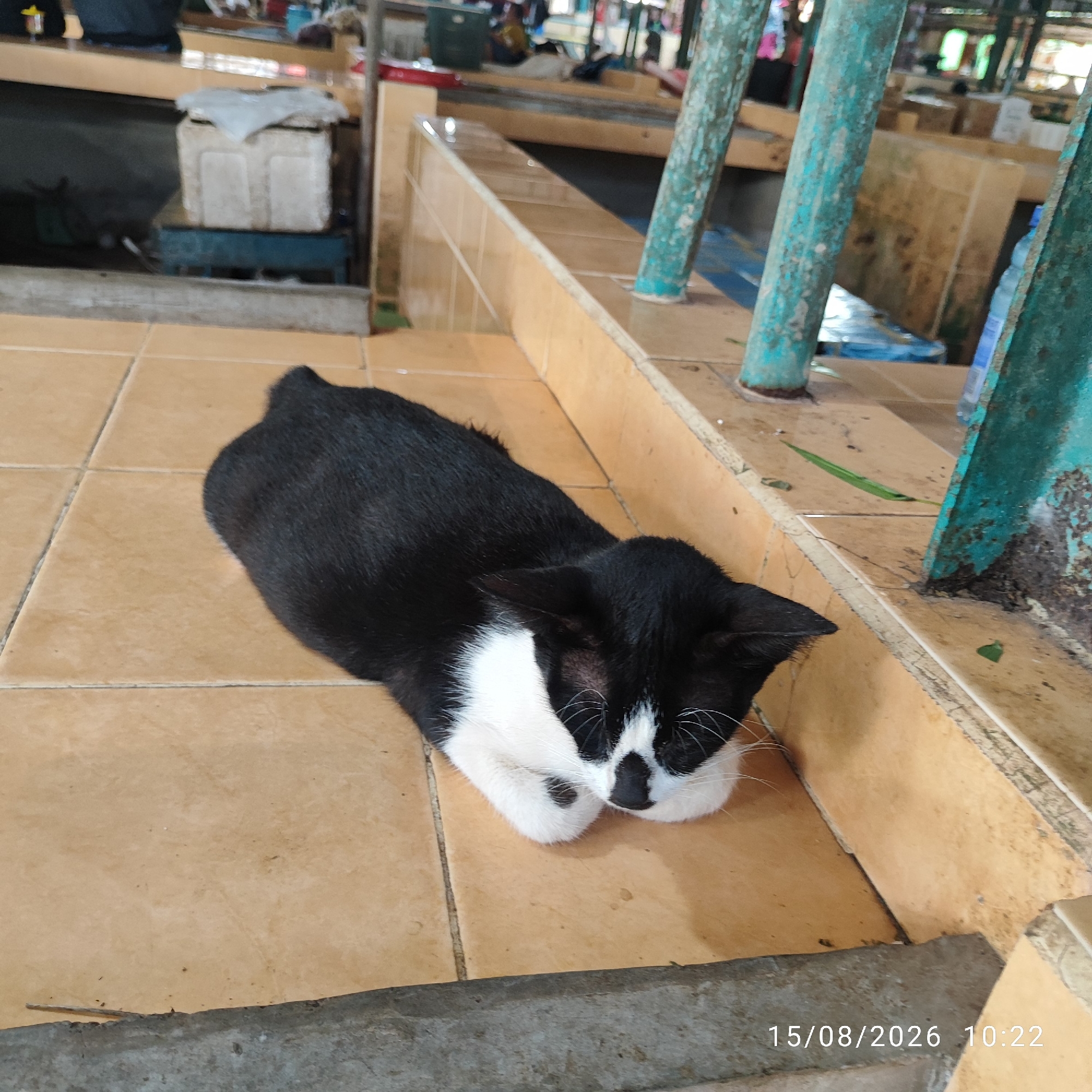 A black and white cat is resting on an orange tiled floor in what appears to be a market stall. The cat is lying down, with its paws tucked under its body. Its head is resting on its paws, and its eyes are closed. The cat's fur is predominantly black, with white markings on its chest, face, and paws. In the background, there are shelves and various objects, suggesting a commercial environment. Part of a turquoise metal support beam is visible to the right of the cat. The timestamp "15/08/2026 10:22" is visible in the lower right corner of the image. The location is identified as Pembaharuan, Indonesia, which is a specific area within the city of Palu in Central Sulawesi.