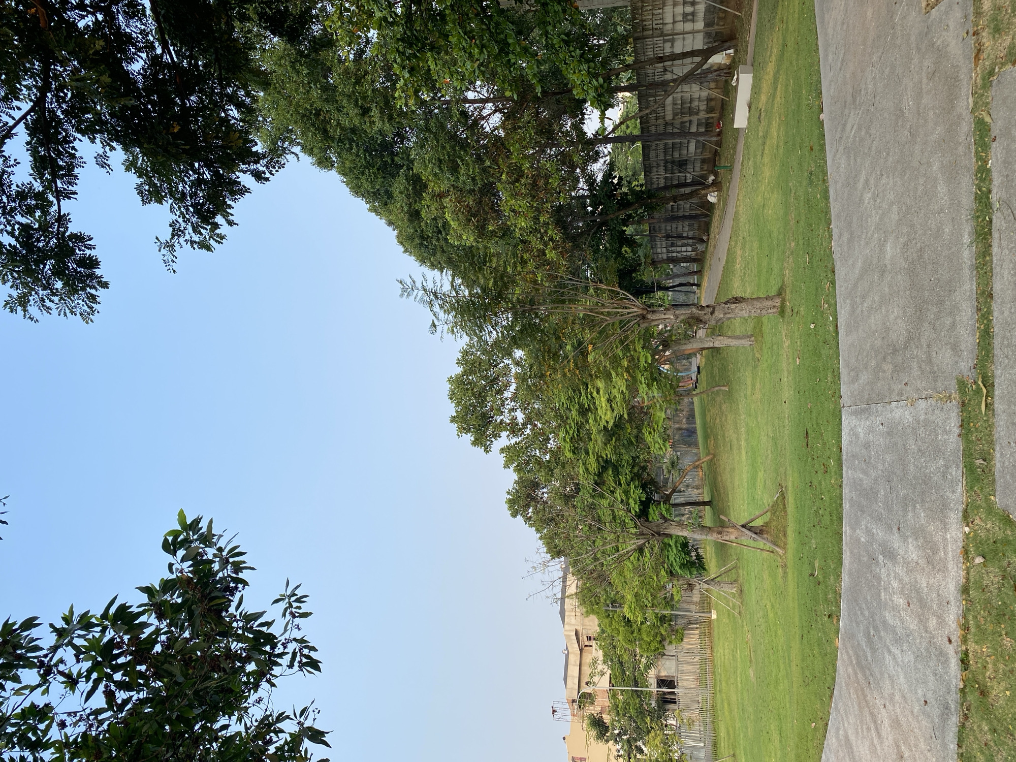 A park in the city of East Jakarta, Indonesia, is shown in this image. The foreground features a concrete pathway curving to the right. Beyond the pathway is a well-maintained lawn with scattered dry leaves and a few trees. Several young trees with stakes supporting them are planted in the lawn. In the background, a row of mature trees forms a natural barrier along a concrete wall. Beyond the wall, buildings with construction elements are visible, suggesting ongoing development. The sky is clear and blue.