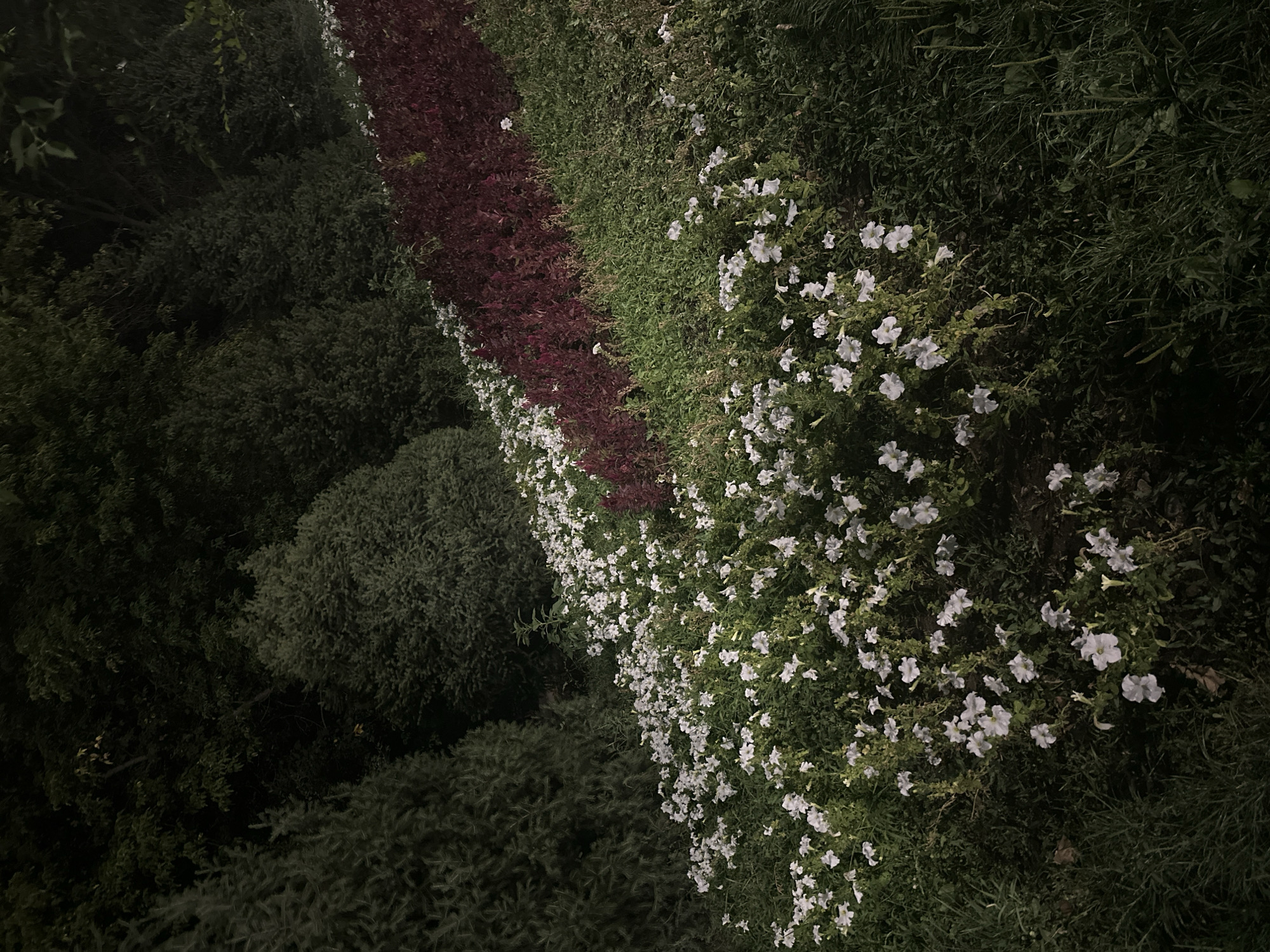 The image shows a nighttime view of a terraced garden with trees and flower beds. The garden is sloped, with several levels of greenery and blooms. On the left side, several conical evergreen trees are visible, their dark green foliage contrasting with the lighter green of the surrounding vegetation. In the middle of the frame, a band of dark red-leafed plants runs diagonally across the slope. Below this, a large area is filled with numerous small white flowers, appearing to be petunias or a similar ground cover, blooming densely amidst green foliage. The background consists of more dark, dense trees, suggesting a natural or park-like setting. The lighting appears to be ambient, casting shadows and giving the scene a somewhat subdued and mysterious atmosphere. There are no people or animals visible in the image. The location is identified as Unknown, Unknown, indicating a lack of specific geographical data.