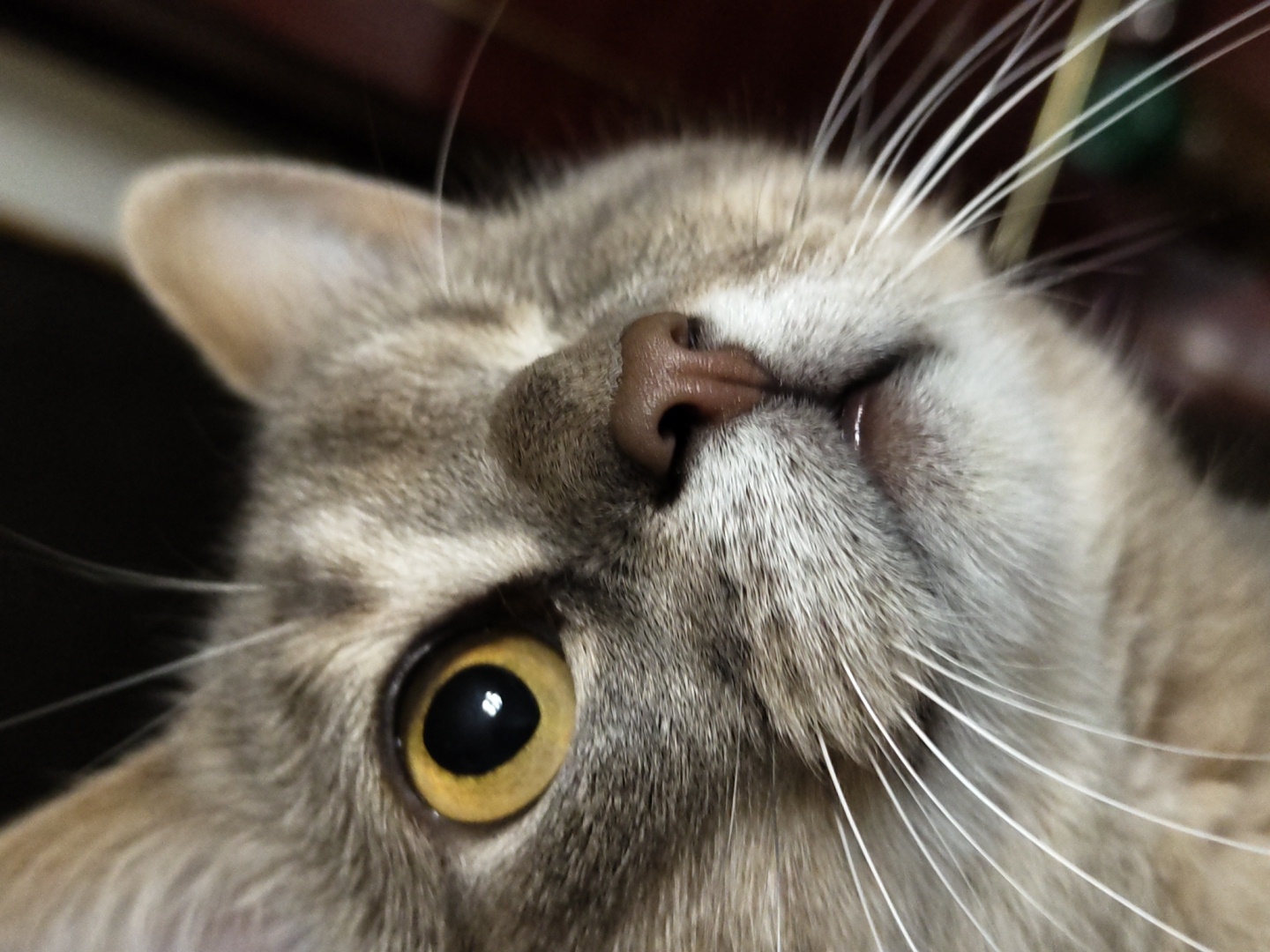 A close-up macro photograph captures the face of a tabby cat. The cat is looking to its right, with its left eye prominently visible. The eye is a striking yellow-green with a dilated black pupil. The cat's nose, a dark brown, is also in sharp focus, situated between the whiskers. The fur is a mix of grey, brown, and black tabby markings. The background is dark and out of focus, with hints of brown and green. The image does not contain any information about a specific location in the city of Unknown, Unknown.