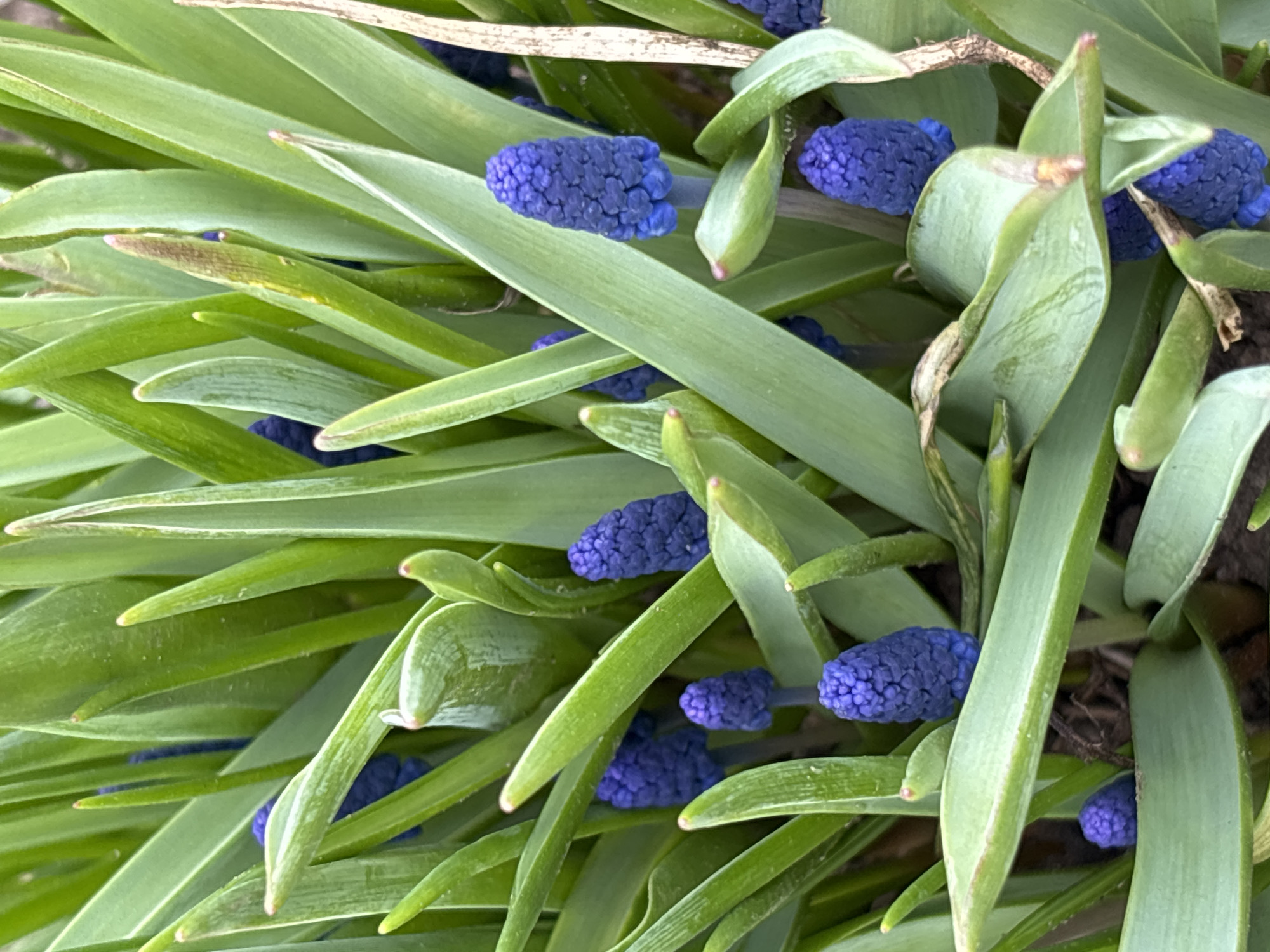 The image shows a close-up view of grape hyacinth flowers surrounded by green leaves. The location is Chaikovsky, Russia. The flowers are small, tightly clustered, and a deep blue-purple color. The leaves are long, green, and linear, with a slightly glossy surface. The flowers and leaves are intertwined, creating a dense and textured composition. Some leaves show signs of age or minor damage. The background is blurred and indistinct, suggesting a natural outdoor setting.