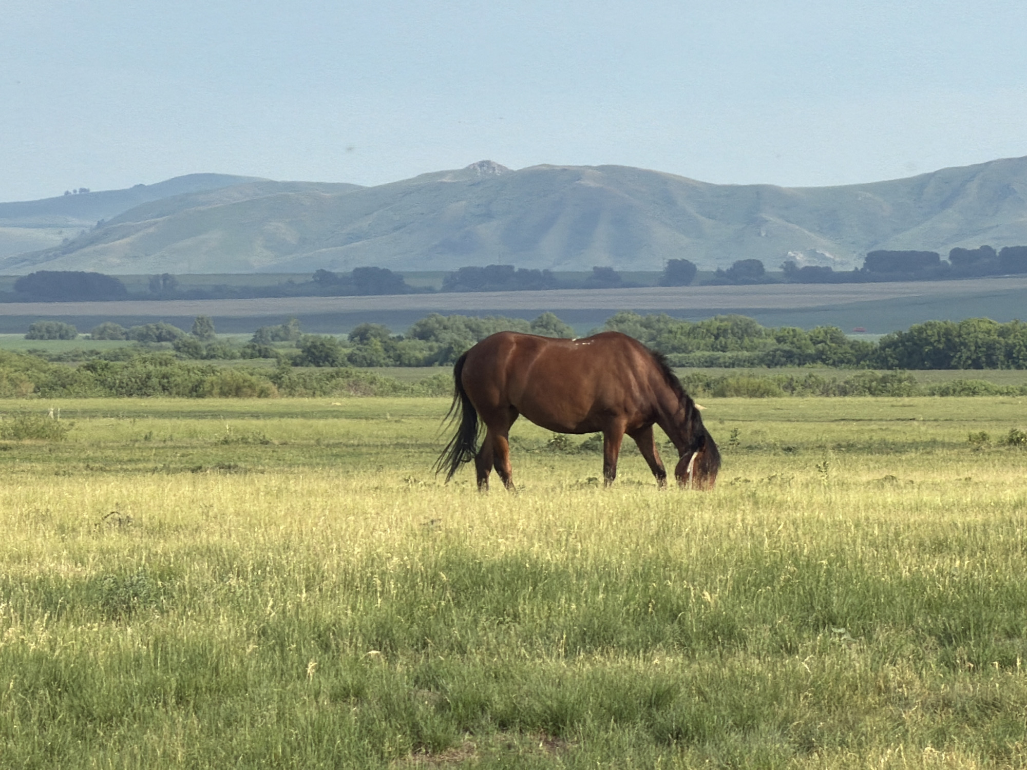A brown horse grazes in a grassy field in the city of Zelenyi Dol, Russia. The horse is facing away from the camera, with its head down to eat. The field is covered in tall green grass, and in the background, there are rolling hills and a clear blue sky. The scene appears peaceful and serene.