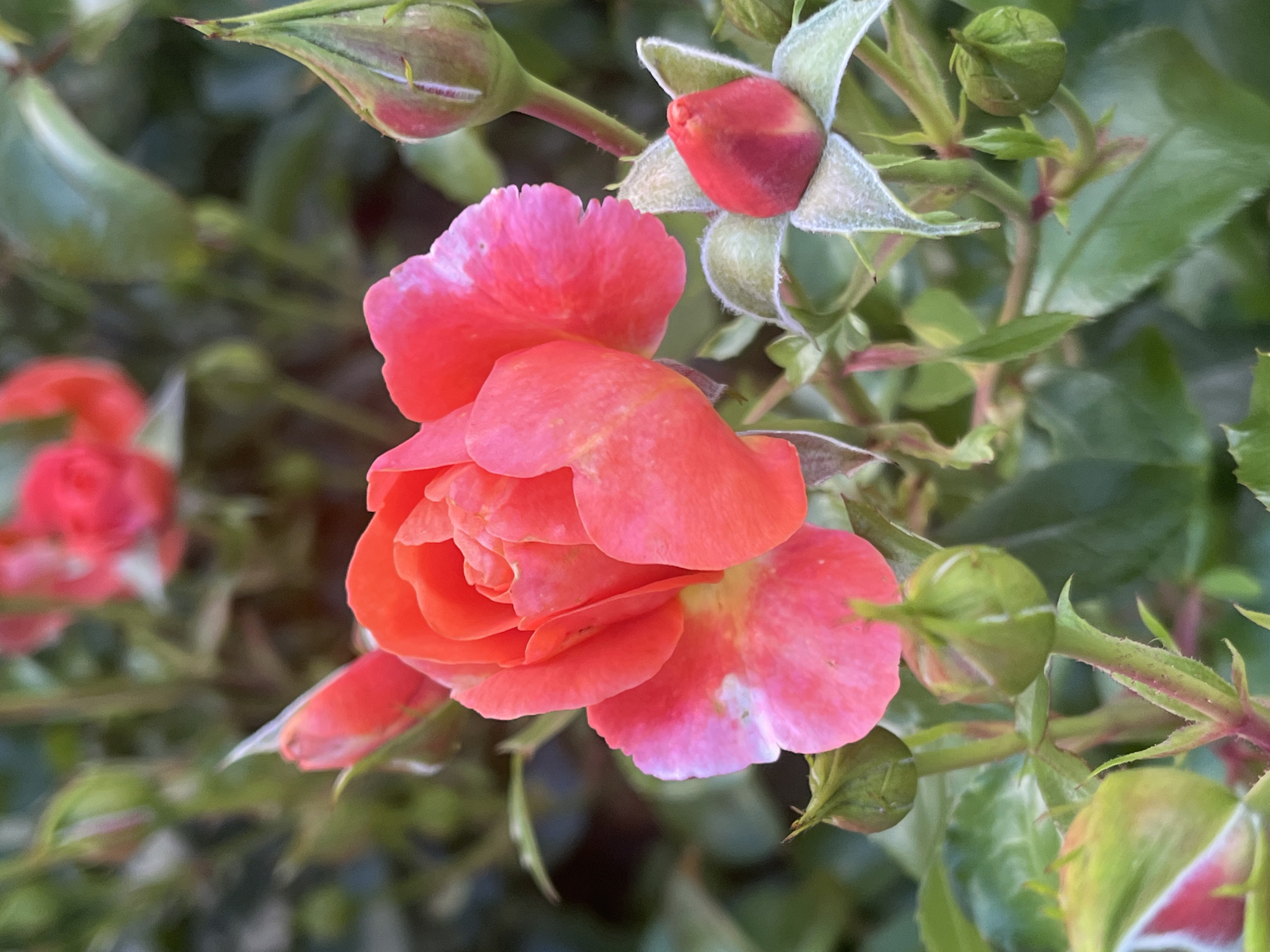 The image shows a close-up of a coral-colored rose in bloom, with several buds in various stages of development surrounding it. The rose is the focal point, with its petals unfurling to reveal a soft, textured interior. Some of the buds are partially open, showing hints of red within their green sepals. The background is a blur of green foliage, suggesting a garden setting.
This image was captured in Kaunas, Lithuania. Specifically, the rose appears to be growing in the **Botanical Garden of Vytautas Magnus University**, located at Ž. E. Žilevičiaus g. 71, LT-46157 Kaunas, Lithuania. The garden is known for its diverse collection of plants, including a variety of roses, and its well-maintained grounds. The lighting suggests it was taken during daylight hours, likely in the late morning or early afternoon, judging by the softness of the shadows. No people are visible in the image. The overall impression is one of natural beauty and delicate floral life.