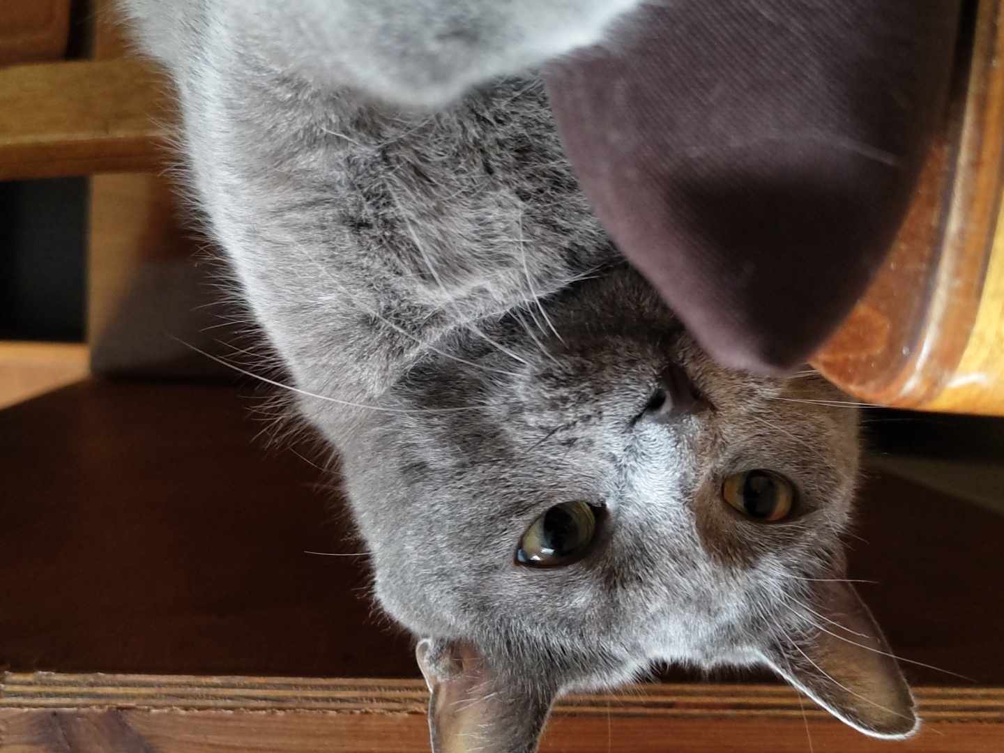 A close-up, low-angle, eye-level shot captures a gray cat resting on a wooden surface. The cat's body is mostly out of frame, with its head facing the viewer. The cat's fur is short and a uniform gray color. Its eyes are large and green, with black pupils. The cat's nose is small and pink. The background is dark and blurred, with wooden furniture visible. The lighting is dim and natural.