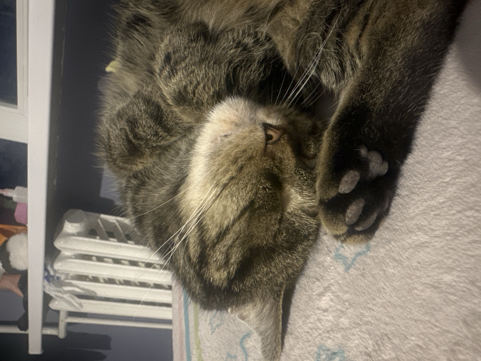 The image captures a close-up, slightly rotated view of a tabby cat resting indoors. The cat, predominantly brown and grey with distinct dark tabby stripes, is lying on its back or side, appearing relaxed and possibly asleep. Its head is tilted, showing its pinkish nose and numerous long white whiskers. One front paw is visible, with its dark, fleshy paw pads clearly distinguishable against the lighter fur.
The cat is resting on a soft, light-colored, possibly white or light grey, textured blanket or towel. Faint patterns, including light blue and green shapes, are visible on the blanket underneath the cat's body.
In the background, on the left side of the frame, a white structure, likely a window frame or part of a shelf, is visible. To the right of this structure, partially obscured by the cat's fur, is a white radiator with horizontal bars. Some small, light-colored bottles or containers are also faintly visible on what appears to be a shelf behind the radiator. The lighting in the scene is dim, suggesting it might be evening or night, or that the room is not brightly lit. No visible text is present in the image. The scene conveys a sense of peaceful rest in a cozy indoor environment in Stavropol, Russia.