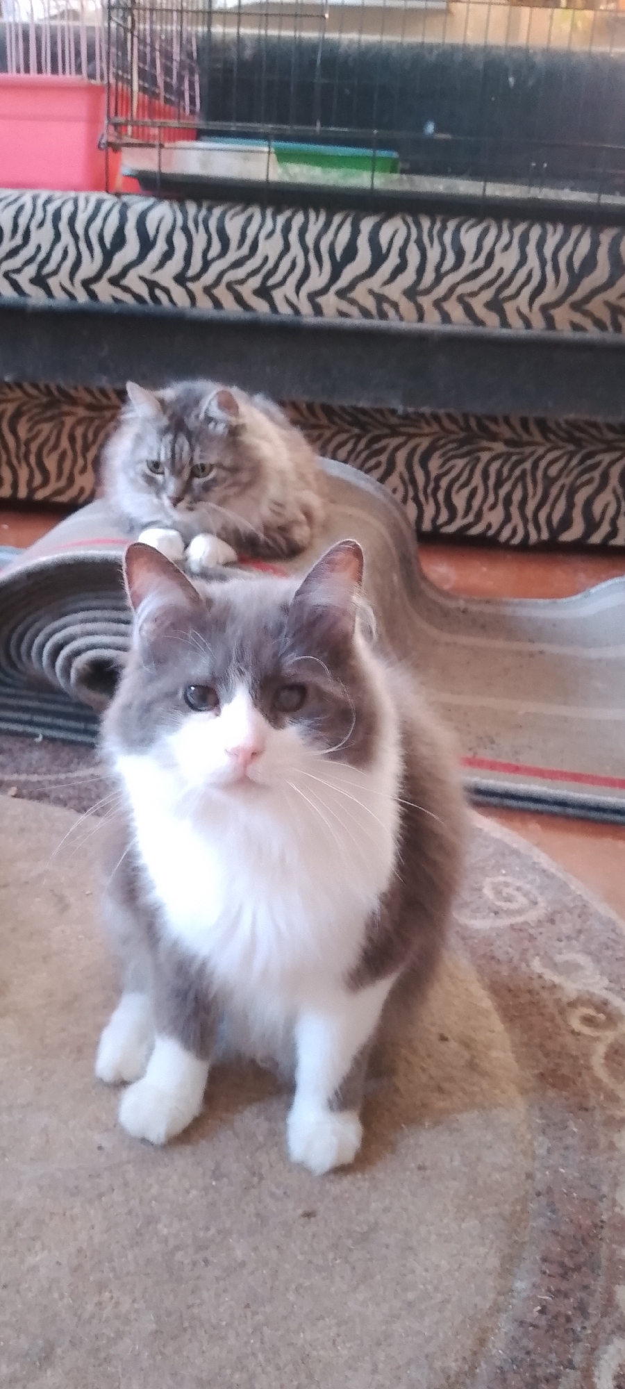 In this vertical, medium-shot photograph, two domestic cats are the subjects. The cat in the foreground is a fluffy grey and white cat with white paws, sitting and facing the camera. Its gaze is directed slightly to the viewer's left. Behind this cat, a second, lighter grey, fluffy cat is lying down on a rolled-up rug, looking to its right. The background consists of a zebra-striped couch and what appears to be a pet carrier or cage. The lighting suggests an indoor environment, possibly a living room. The image's metadata does not provide information about its location in Belgorod, Russia, or any specific details about the people present or actions occurring.