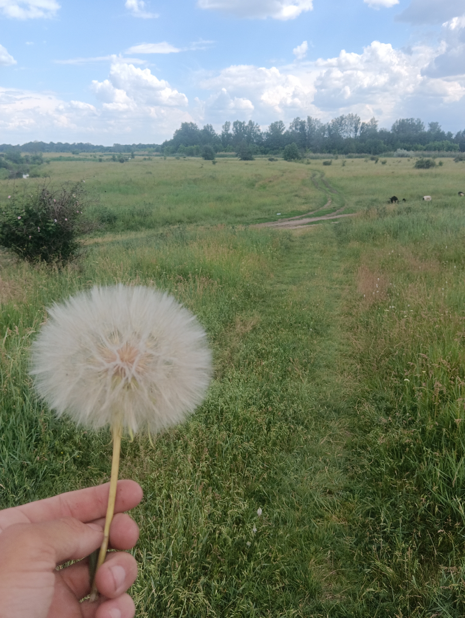 A hand holds a large dandelion seed head in the foreground. The background depicts a wide, grassy field with a dirt path winding through it. In the distance, a line of trees borders the field, and a cloudy, blue sky stretches above. Several dark-colored animals, possibly sheep or goats, are visible grazing in the field. The overall scene suggests an outdoor, natural environment.