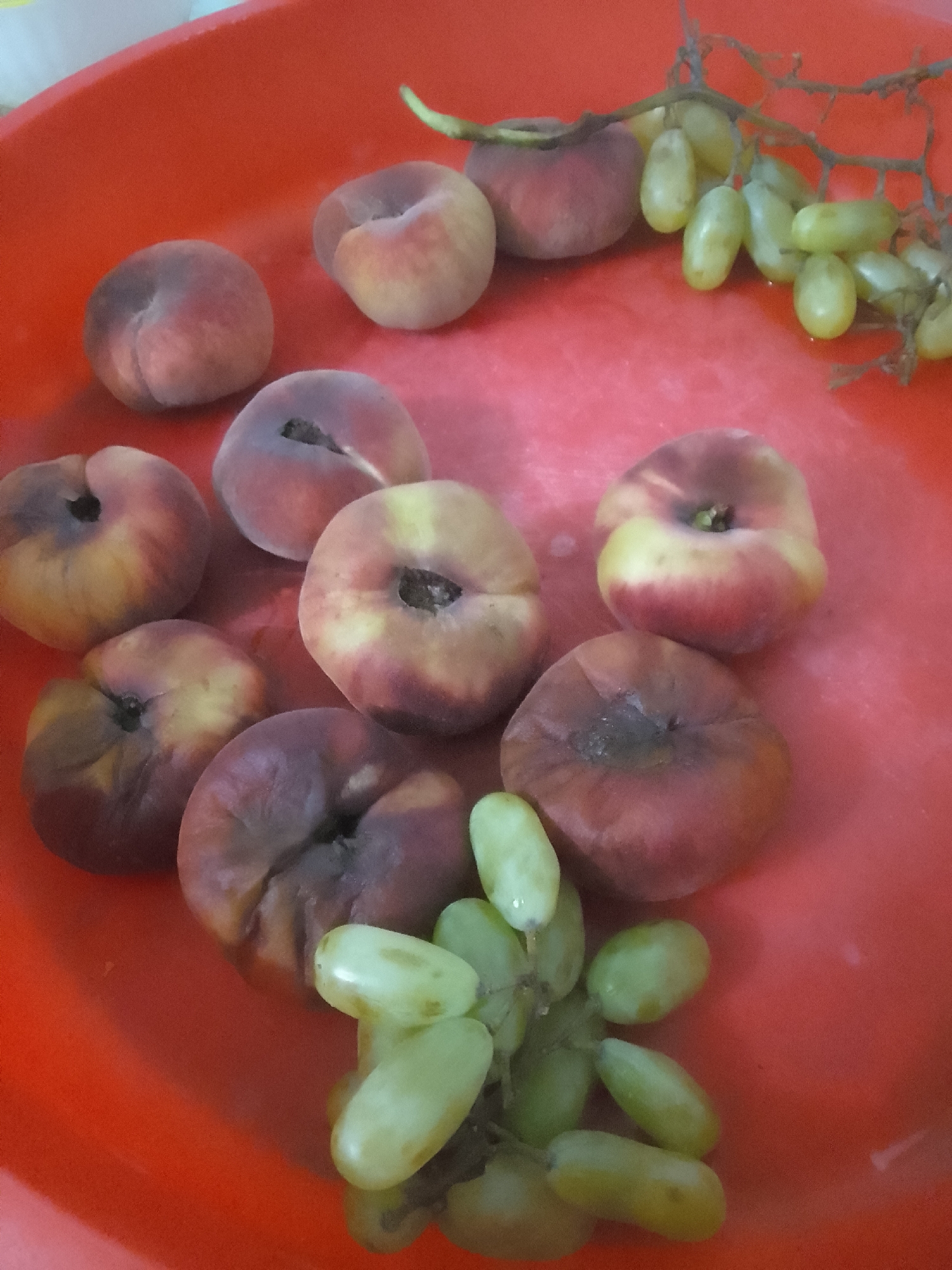 A close-up overhead shot captures a vibrant red bowl filled with flat peaches and a bunch of green grapes. The peaches, a mix of red and yellow hues, are arranged in a cluster, showcasing their characteristic flattened shape and subtle fuzz. Nestled among them, a small sprig of pale green grapes adds a contrasting texture and color. The smooth, reflective surface of the red bowl creates a shallow depth of field, drawing the viewer's attention to the fruits. The scene is well-lit, highlighting the natural beauty and freshness of the produce. The background is a plain, continuous red surface, indicating the bowl is on a solid surface. The image is static and appears to be a still life, possibly taken in a kitchen or dining area in Taxtakópir, Uzbekistan, given the context. There are no visible people, animals, or specific landmarks of Taxtakópir, Uzbekistan.
