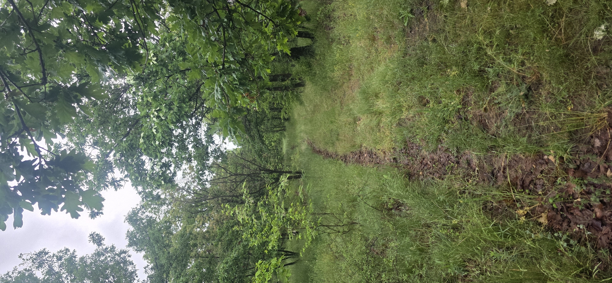The image depicts a narrow, overgrown path winding through a densely forested area, possibly located near Esen, Bulgaria. The path is barely discernible, with evidence of soil disruption suggestive of past vehicle traffic. The path is flanked by lush, green vegetation, including tall grasses, shrubs, and trees. Tree cover obscures the sky. No people are visible in the image. The scene appears to be in a natural, uncultivated environment.