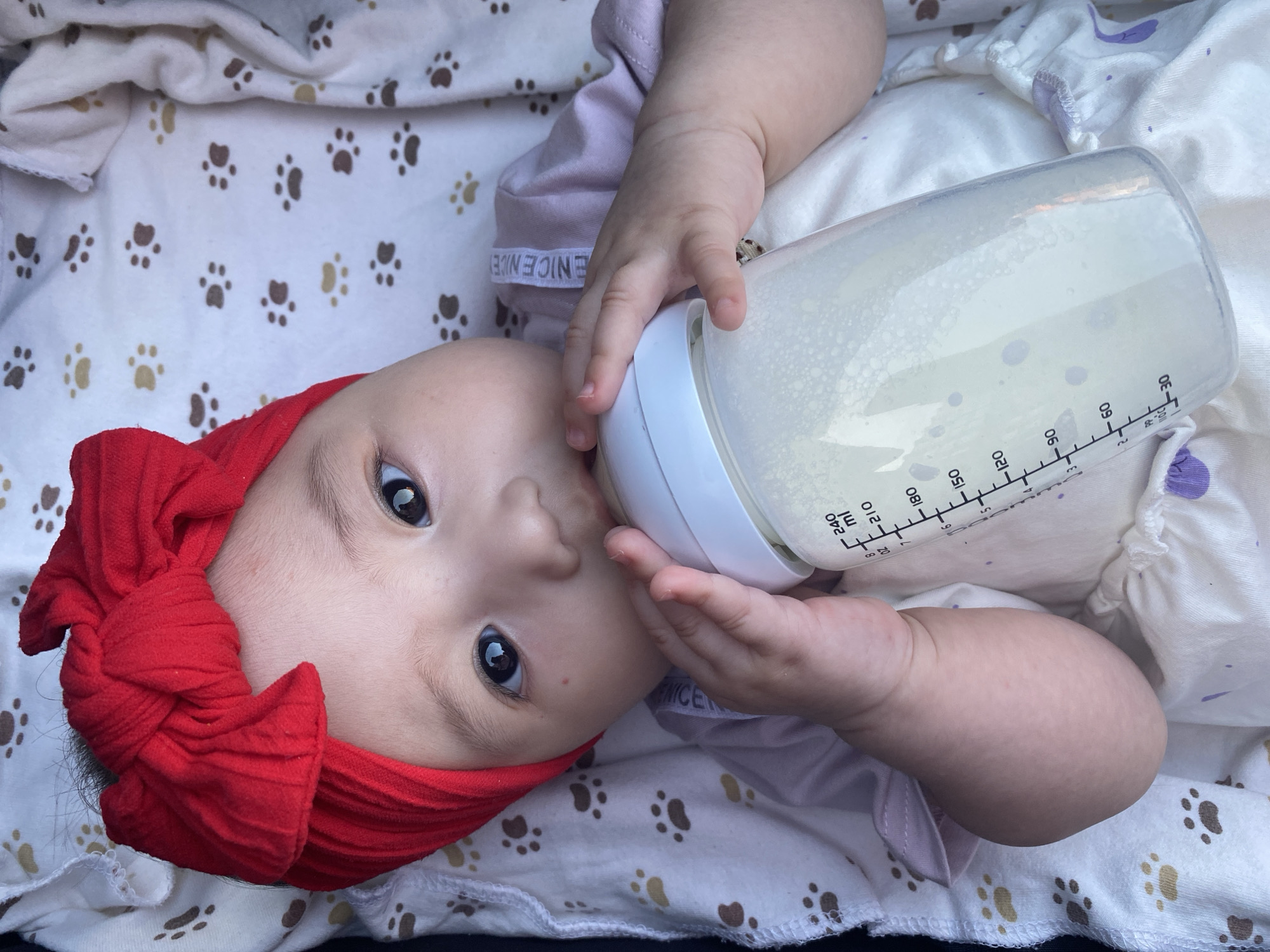 The image shows a close-up, overhead shot of a baby lying on a blanket patterned with paw prints. The baby is wearing a red bow headband and a light purple onesie. The baby is holding a clear baby bottle with white measurements on it, filled with a light-colored liquid, and is drinking from it. The baby's eyes are wide open and looking towards the camera. The paw print blanket is white with brown and beige paw prints scattered across it. The background also shows a white and purple patterned fabric, possibly another blanket or bedding. The visible text on the onesie and bottle are "ENICE" and measurements in milliliters from 30 to 240. The lighting suggests it is daytime, and the setting appears to be indoors or in a shaded outdoor area. The baby's expression is neutral. The location context is Krasnodar, Russia.