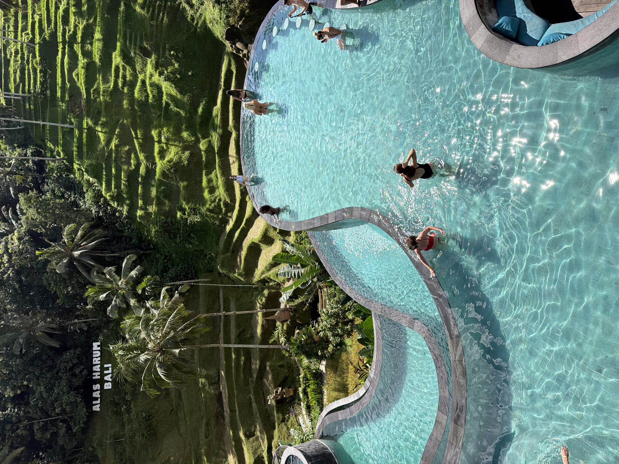 An aerial view of a multi-tiered infinity pool at Alas Harum Bali in Tegal Suci, Indonesia. The pool, filled with clear, turquoise water, features a curved design and concrete edges. Numerous individuals are swimming or standing in the water. Adjacent to the pool is a lush, terraced rice field, where palm trees and other vegetation grow. A sign reading "ALAS HARUM BALI" is visible among the palm trees. The sunlight creates a shimmering effect on the pool's surface.