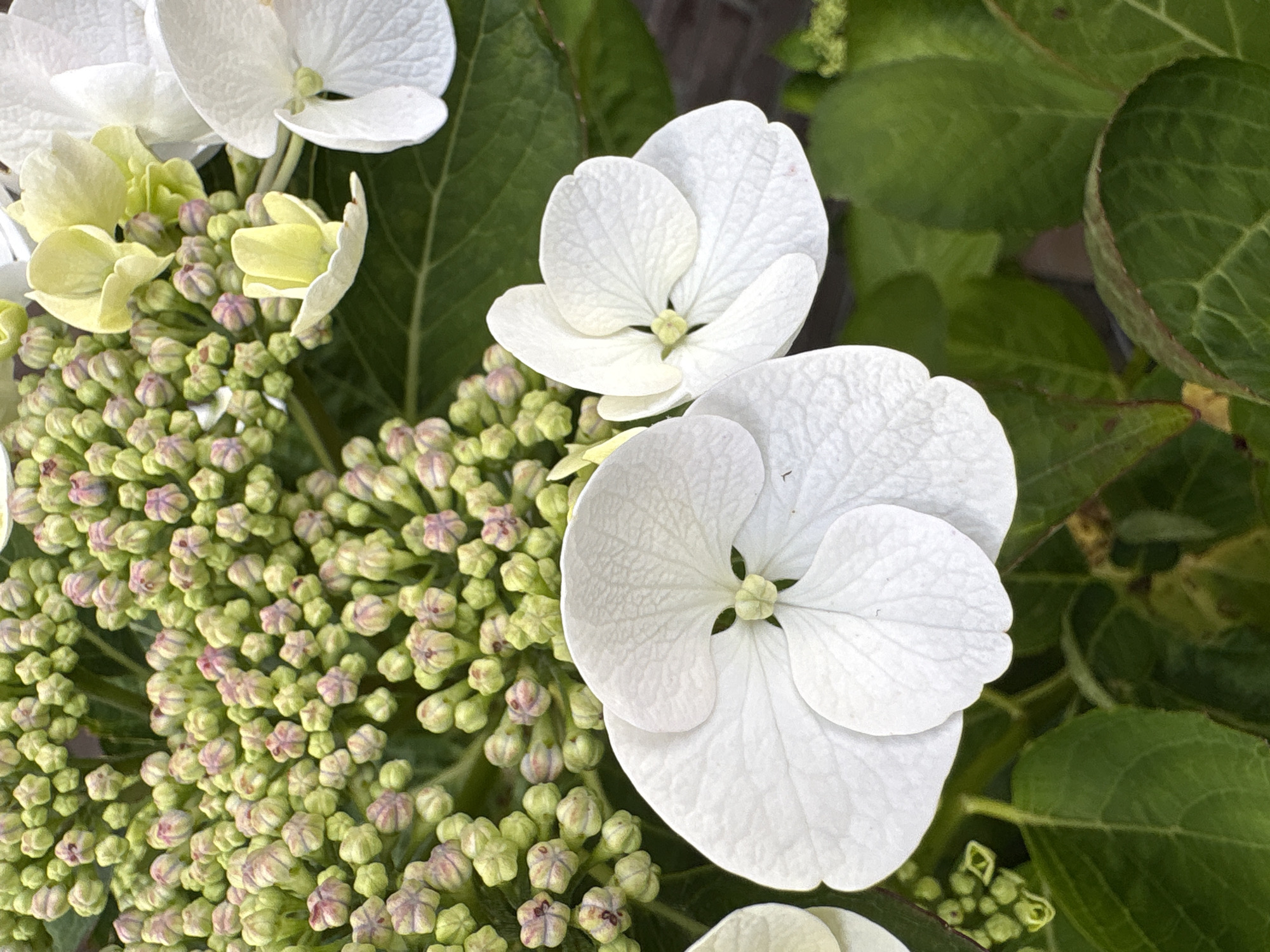The image displays a close-up view of a hydrangea plant with a focus on its white and pale yellow flowers and green buds. The flowers are large and intricate, with delicate, crinkled petals. In the background, a cluster of small, light green and pinkish buds are visible, suggesting the plant is in the process of blooming. The foliage is a deep, lush green, with some leaves showing reddish-brown veins. The overall impression is one of natural beauty and the transition of a plant into full bloom. The image is devoid of any human presence or urban elements, suggesting it was taken in a garden or natural setting, such as the gardens of the Schunck Museum in Heerlen, Netherlands, which are known for their diverse plant collections and are accessible to the public.