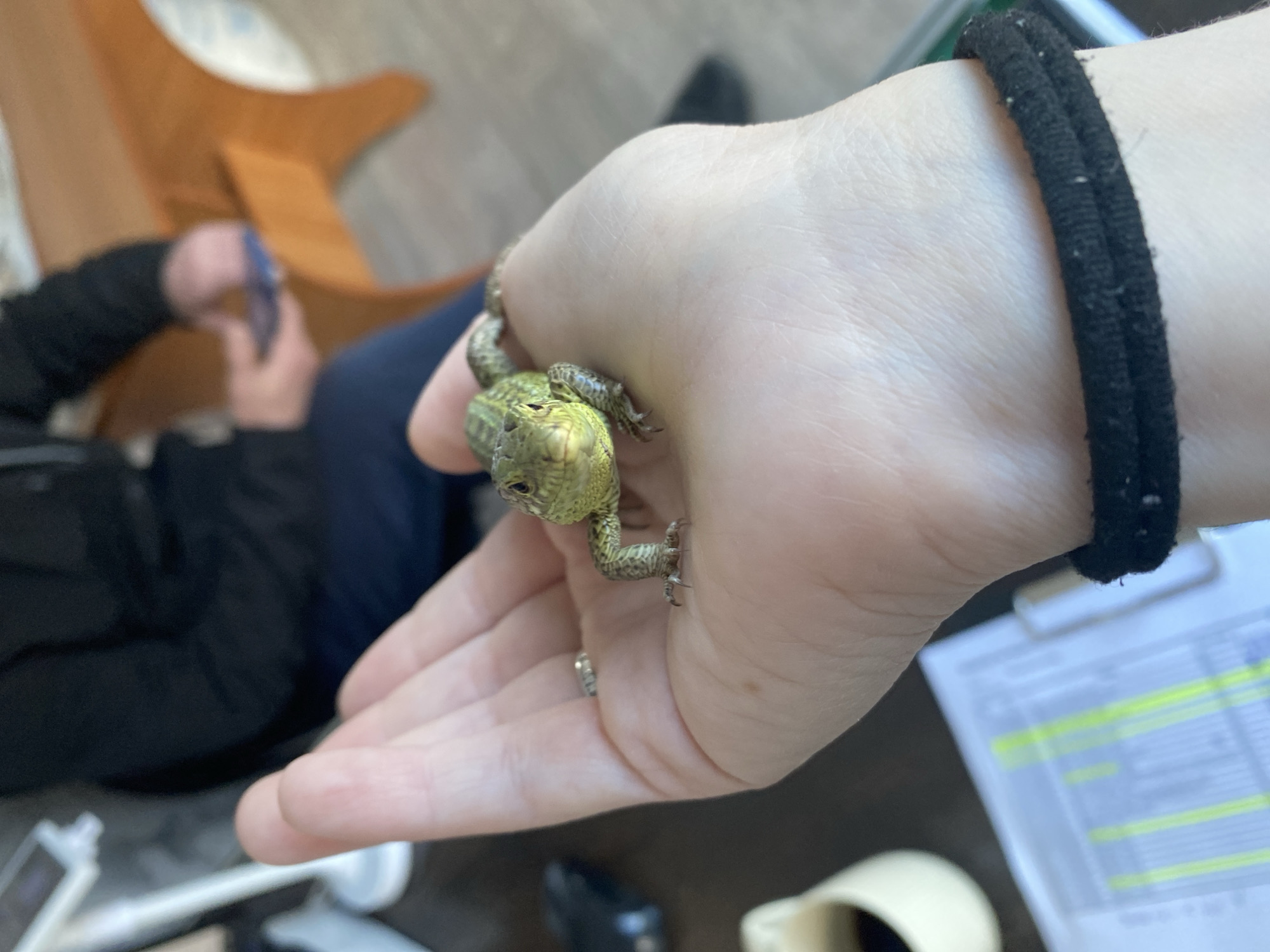 The image captures a close-up view of a person's left hand gently holding a small, olive-green lizard. The lizard, which appears to be a type of lacertid with finely textured scales, faces forward, its head resting on the palm, and its small, sharp claws visible gripping the skin. A black, elastic hair tie is worn around the person's fair-skinned wrist.
In the heavily blurred background, another individual is seated, dressed in dark clothing, their gaze directed at a smartphone held in their hands. Behind this person, a piece of light-colored wooden furniture with distinctive curves is partially visible. To the bottom right of the frame, a white document or form is present, displaying several lines of text with yellow highlighting, though the writing is illegible due to the blur.
The setting appears to be indoors, likely a home or a casual office environment, suggested by the furniture and documents. The lighting indicates it is daytime. There are no specific visual cues within the image to confirm the provided location of Chaikovsky, Russia. The overall impression is one of gentle interaction between the human and the reptile.