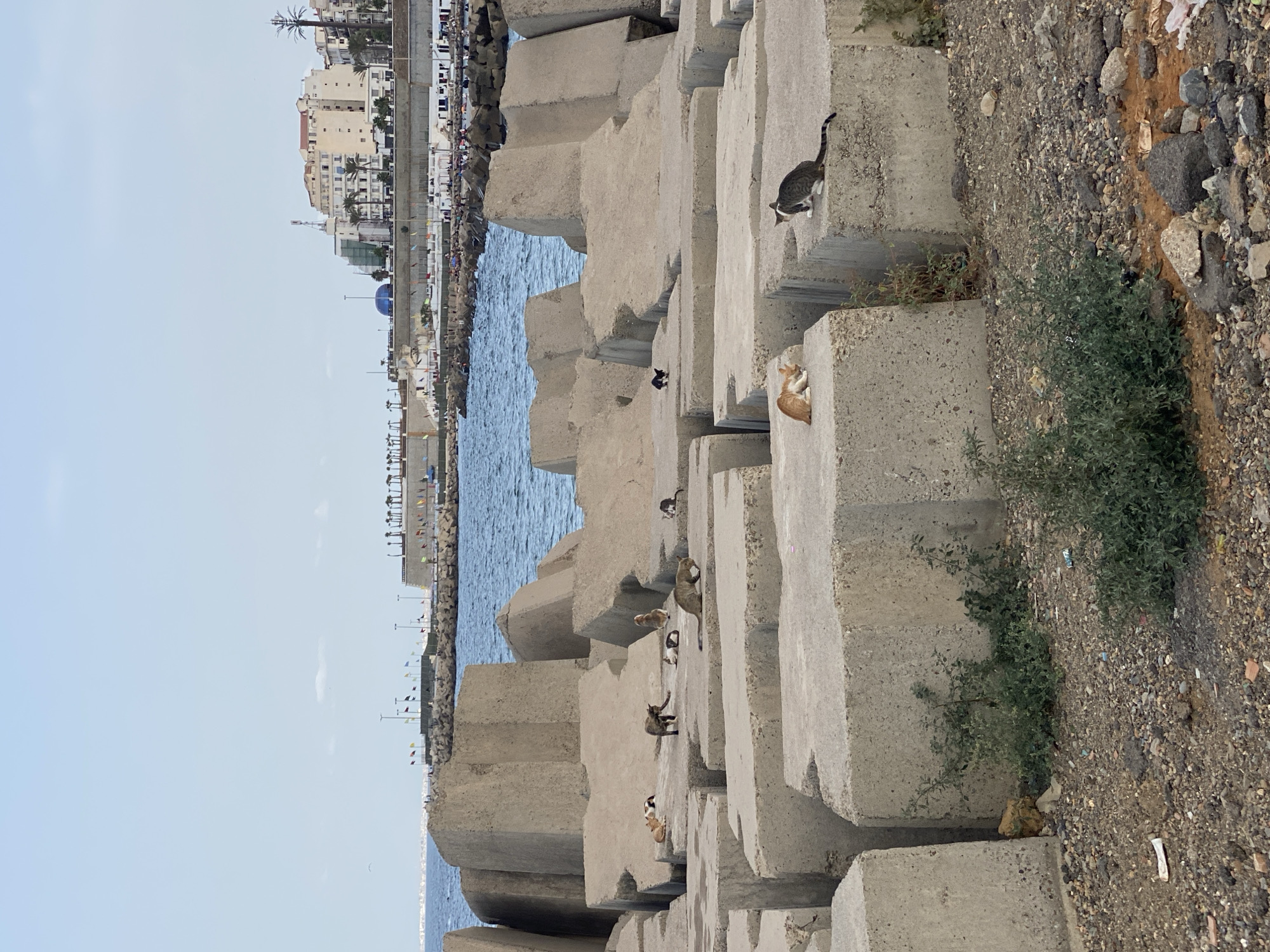 The image depicts a scene on a breakwater constructed of large, rough concrete blocks. Several cats are scattered across the blocks. In the foreground, a small patch of green vegetation grows amongst the gravel and debris on the ground. The sea is visible behind the breakwater, with a cityscape in the distance. The cityscape features buildings, palm trees, and what appears to be a promenade with people. The sky is overcast and pale blue.