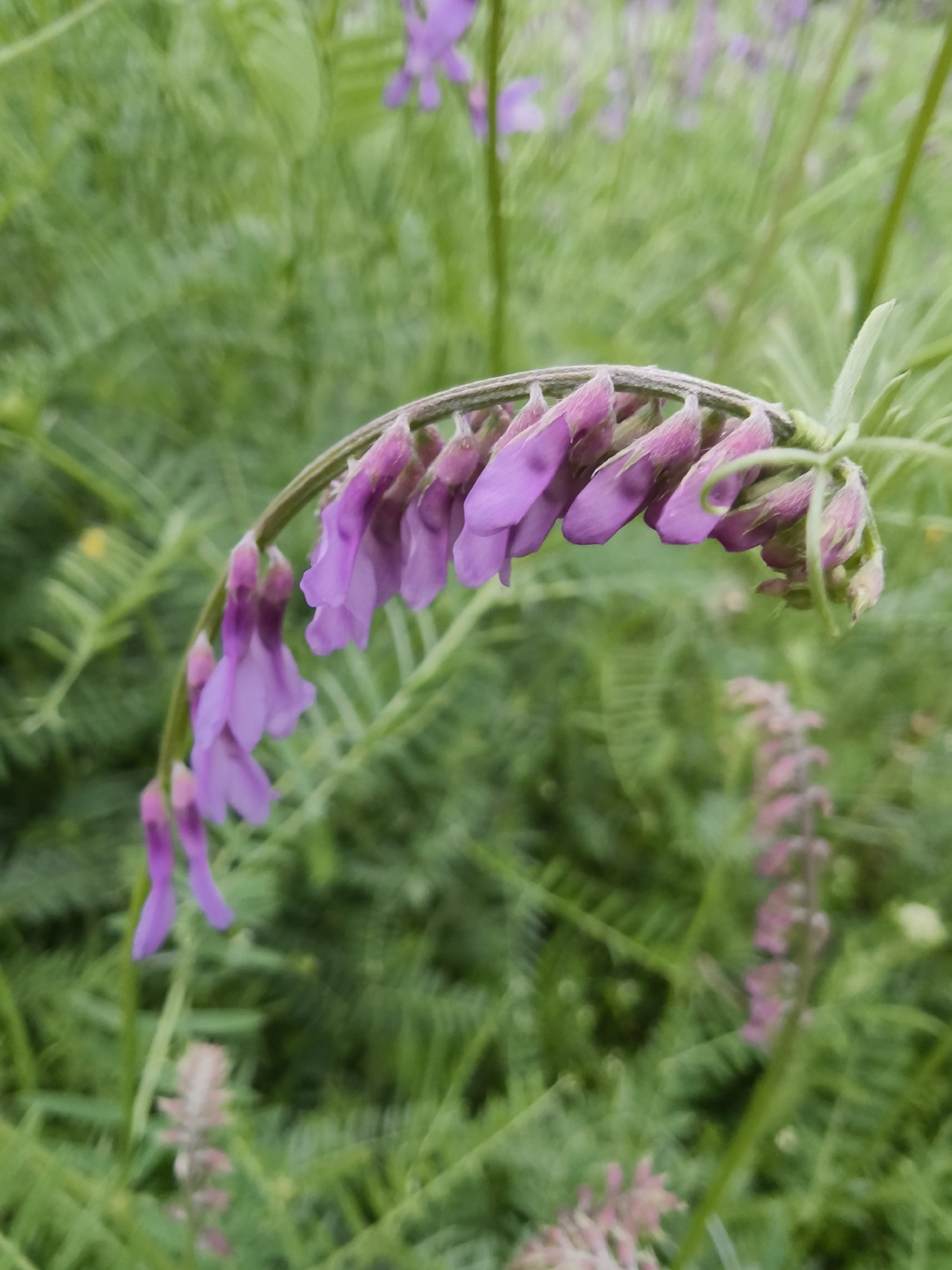 A close-up shot shows a curved stem of purple flowers against a background of green vegetation. The flowers are arranged along the stem, with some still in bud. The image suggests a natural environment, potentially a field or garden setting. The location is specified as Kryvyi Rih, Ukraine.