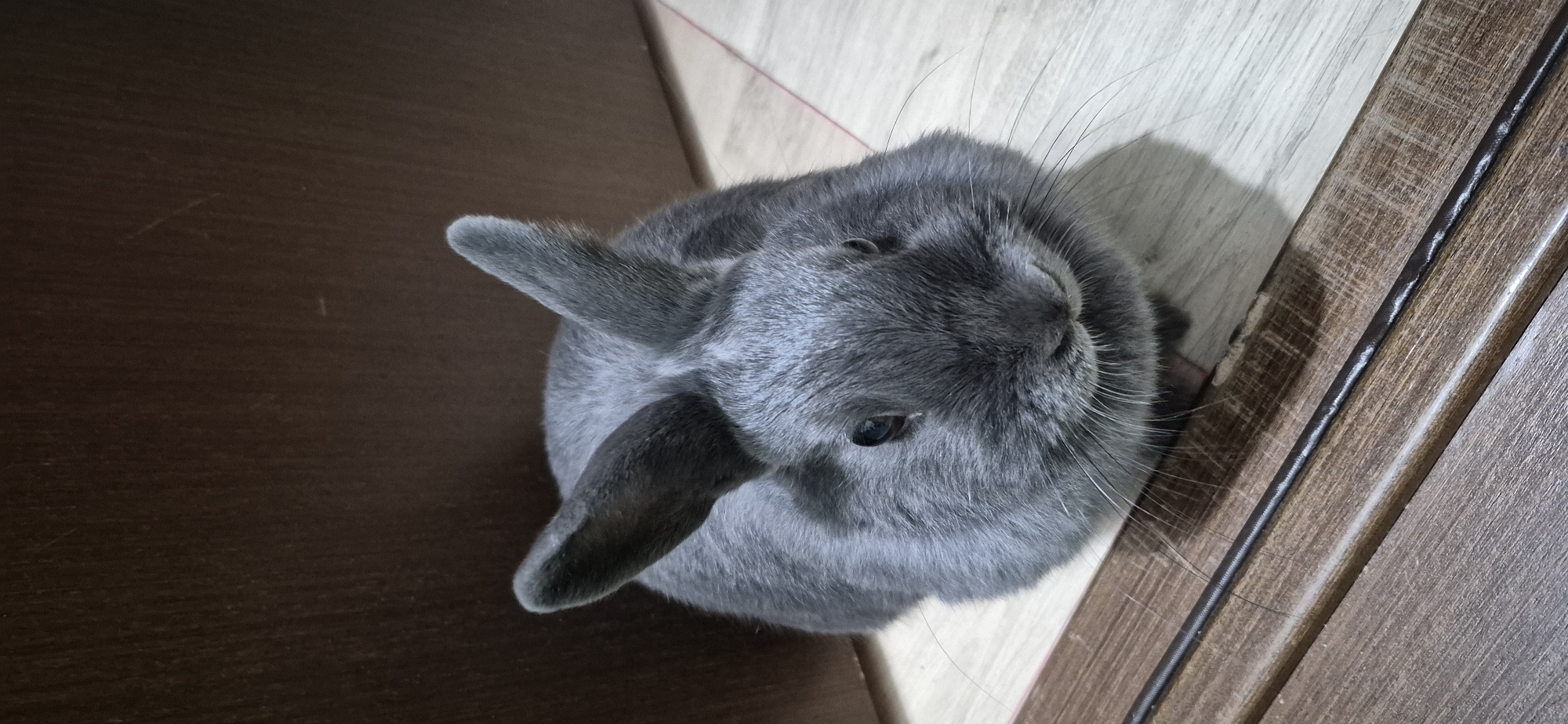 A grey rabbit sits on a light-colored wooden floor, next to a dark brown wooden wall. The rabbit is facing the camera, with its ears perked up. Its fur is short and dense, and its eyes are dark and round. The floorboards are laid out horizontally, with a dark strip running along the bottom of the image. The background wall appears to be a door or a cabinet. The lighting is soft, casting a slight shadow behind the rabbit. The scene is indoors, with no indication of the specific location within Ussurijsk, Russia.
