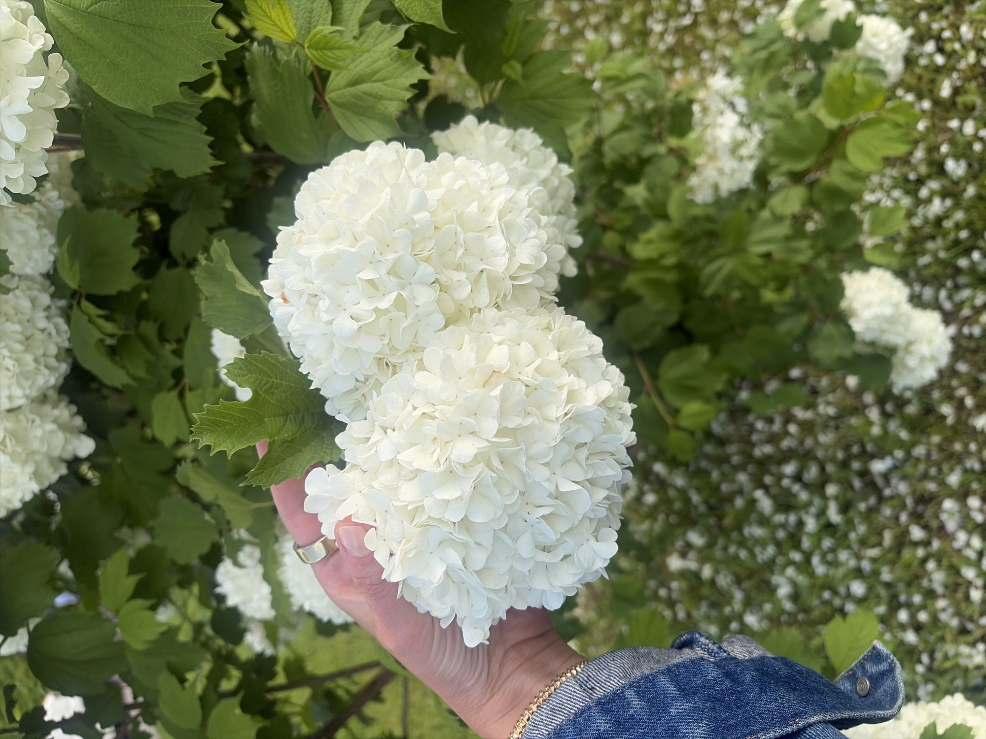 A hand holds two white snowball viburnum flower heads in front of a bush with more flowers and green leaves. A gold ring and a gold bracelet are visible on the hand, and the person is wearing a denim jacket. The background includes additional flowers and green foliage, with a scattering of fallen petals on the ground. The location appears to be Napareuli, Georgia, known for its vineyards and outdoor spaces.