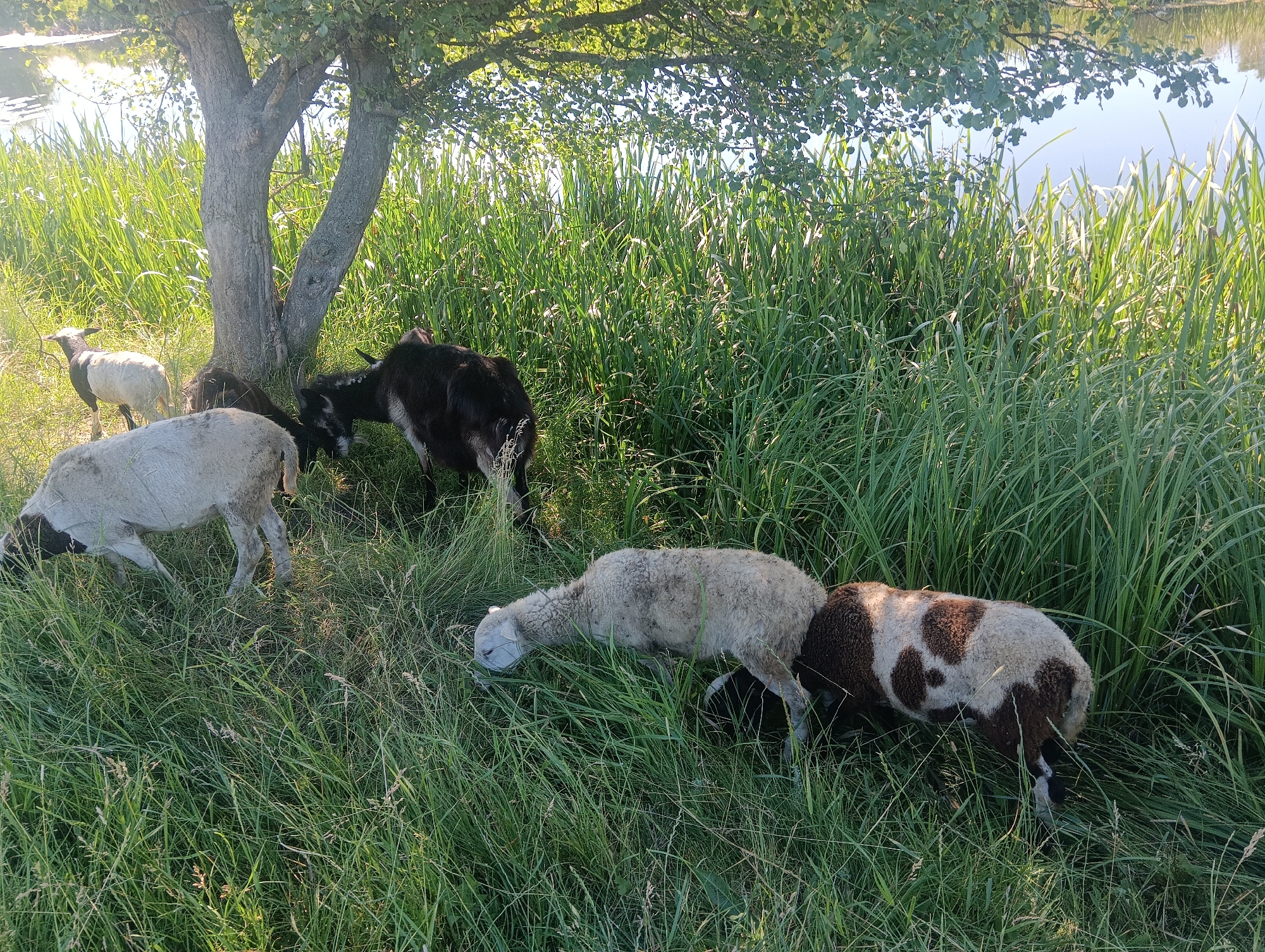 A herd of five sheep are grazing in a grassy field next to a body of water. A large tree is positioned to the left of the frame, providing shade for some of the sheep. The sheep are of various colors, including white, black, and brown. The grass is tall and green, and the water is calm and reflects the sky. The scene appears to be set in a rural area, possibly a farm or park. The image is taken from a slightly elevated angle, giving a good view of the entire herd and their surroundings. The lighting suggests it is either early morning or late afternoon.