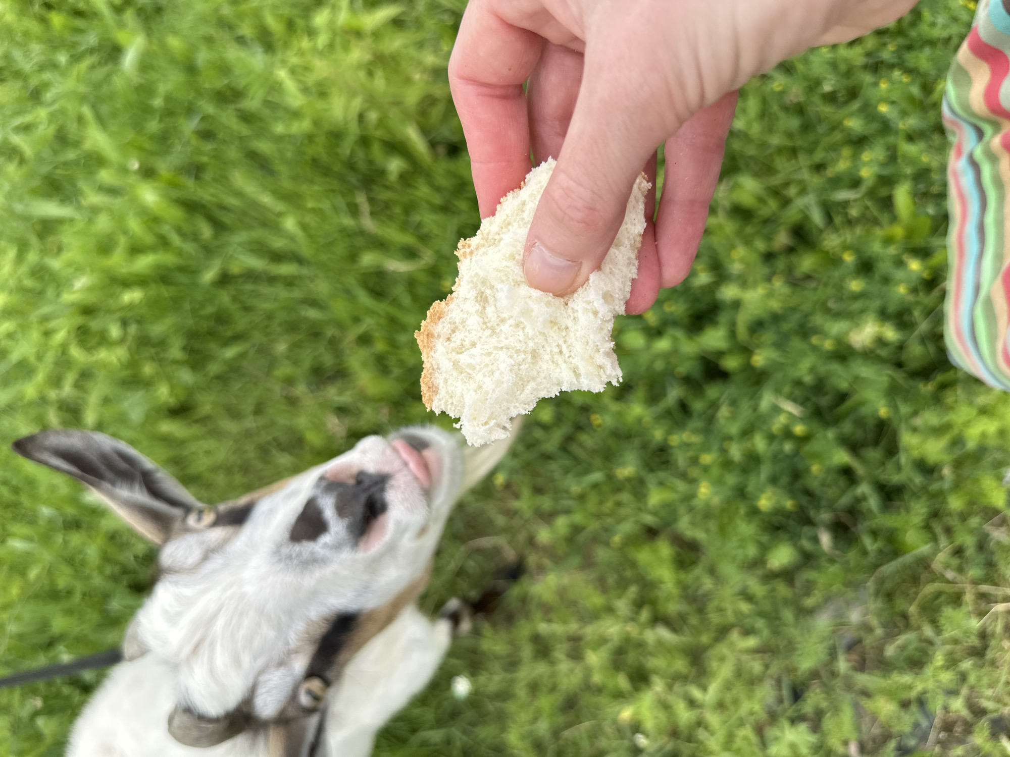 A close-up, slightly low-angle shot captures a person's hand holding a piece of white bread. The bread is textured with small holes and has a lightly toasted edge. In the background, a goat is the primary subject, with its head blurred as it leans forward, appearing to be about to take the bread. The goat has white fur with brown markings around its ears and eyes, and its pink tongue is visible. The background is an out-of-focus expanse of green grass, with a few small yellow flowers scattered throughout. The image appears to be taken outdoors in a natural setting.
