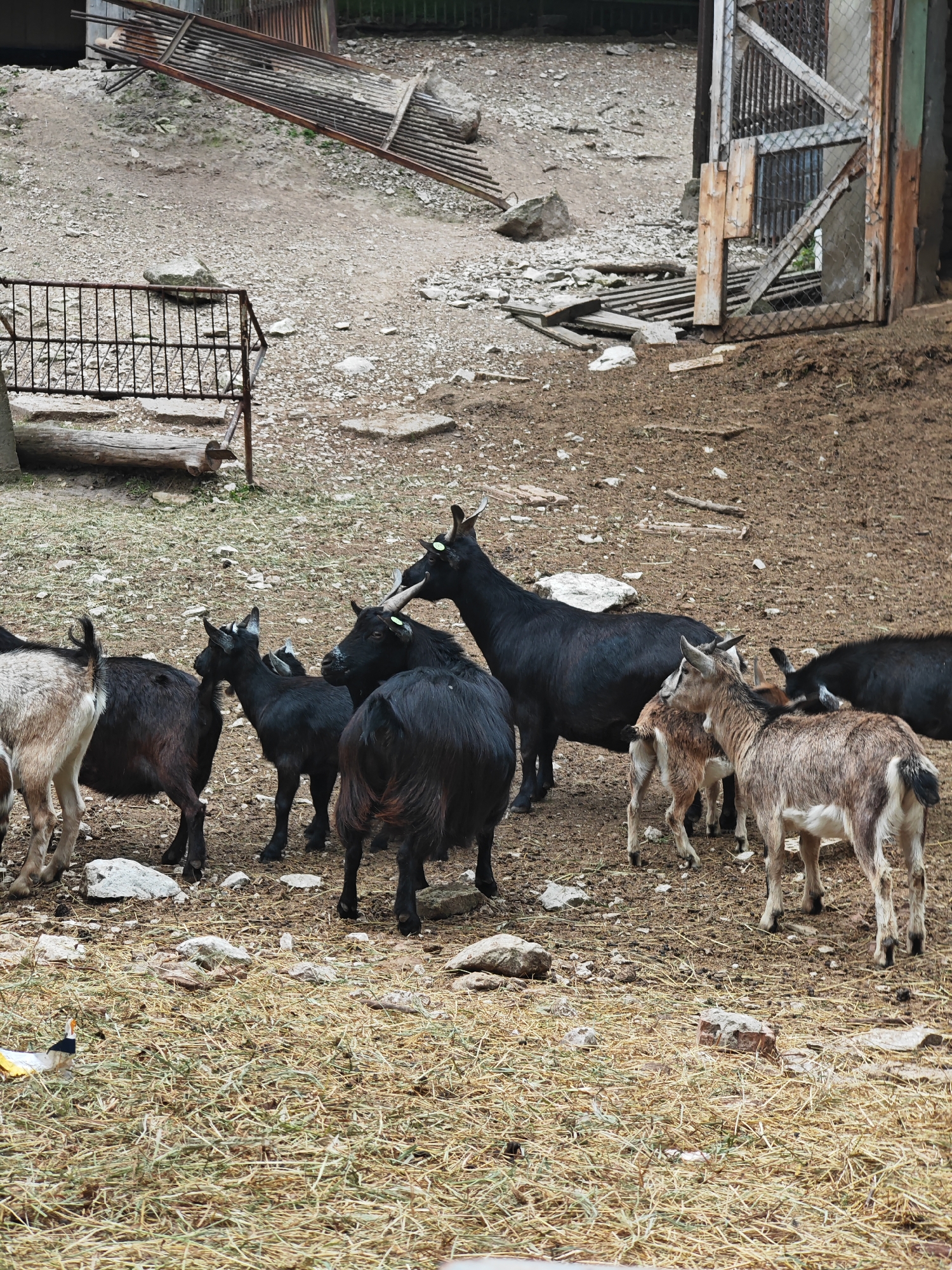 The image shows a group of goats in an enclosure at the Shumen Zoo in Shumen, Bulgaria. The goats vary in color from black to brown and grey. They are standing on a ground covered with dirt and hay. In the background, there's a dilapidated fence and an old wooden structure. The general setting appears to be a rustic animal enclosure.