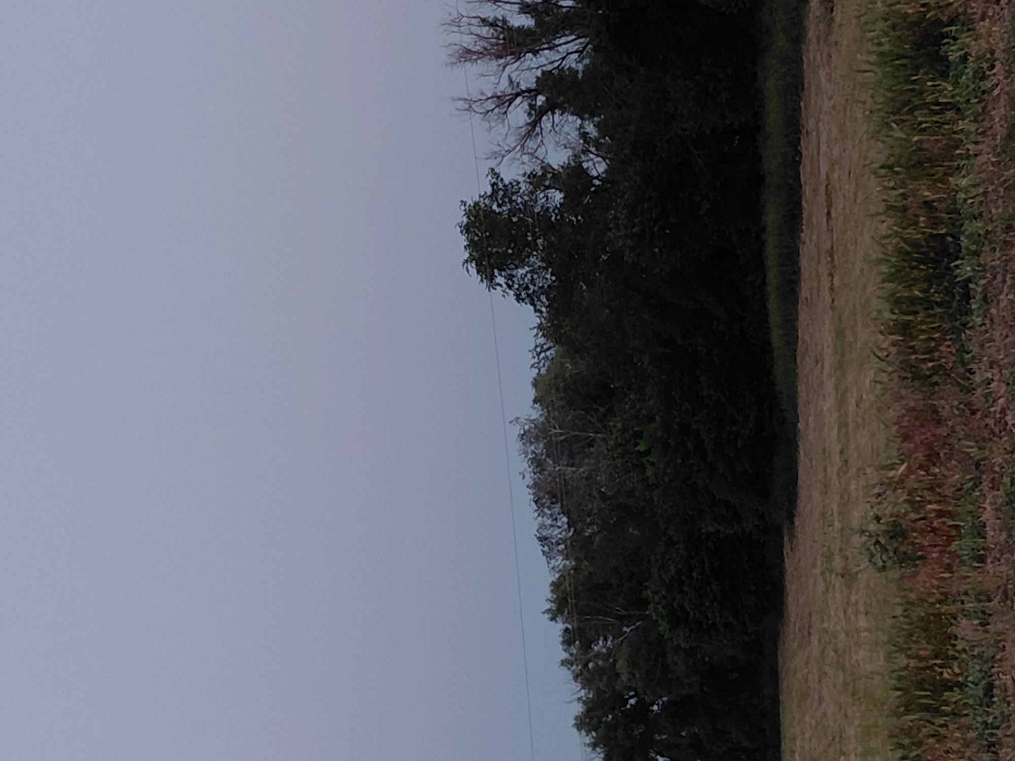 The image depicts a natural landscape, likely in the city of Ustyvytsia, Ukraine, under a twilight sky. In the foreground, a field of dry grass or hay stretches horizontally. Behind this field, a dense line of trees forms a dark, horizontal band across the image. Some of these trees are deciduous with full foliage, while others appear bare with skeletal branches, suggesting the season might be late autumn or early spring, or they could be dead trees. A thin, dark horizontal line, possibly a power line, is visible against the sky above the trees. The sky itself is a uniform, pale gray, indicating low light conditions, characteristic of dusk or dawn. There are no people or animals visible in the scene.