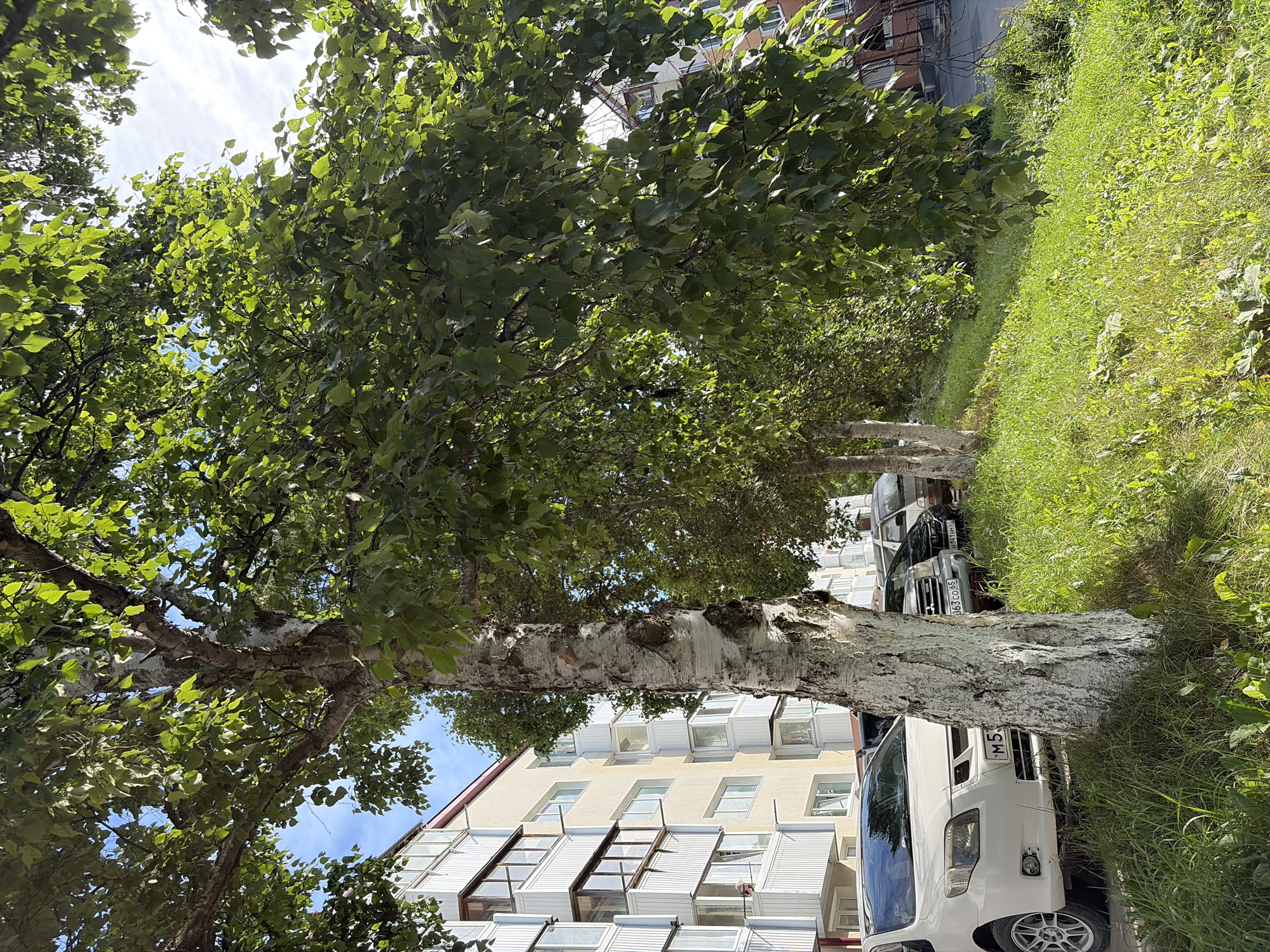 In Korsakov, Russia, a sun-drenched daytime scene unfolds along a street lined with apartment buildings and a grassy slope. A white hatchback car is parked on the asphalt, its front partially obscured by a prominent birch tree with peeling white bark. Beyond the hatchback, several other vehicles are visible, including a dark SUV and a light-colored van. The buildings, appearing to be Soviet-era apartment blocks, feature multiple floors with balconies, some enclosed with windows and others open. Lush green grass covers the sloping embankment beside the road, with various weeds and small plants growing amongst it. Overhead, the branches of the birch tree and other leafy trees cast dappled shadows, while patches of blue sky with scattered clouds are visible through the foliage. The overall impression is a typical urban residential street scene in a northern climate.