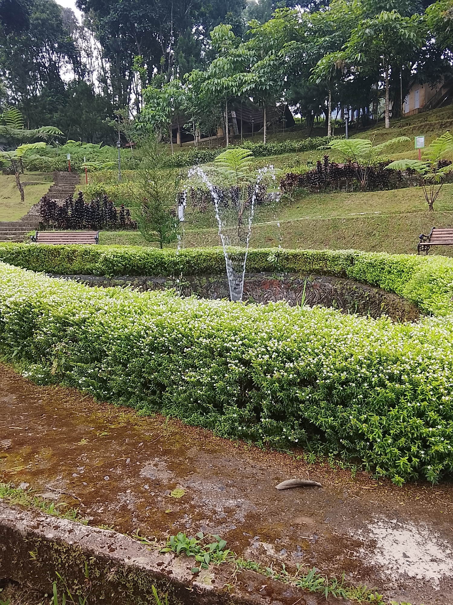 The image depicts a serene park scene in Baturaden, Indonesia. In the foreground, a patch of damp, earthy ground with scattered dry leaves leads to a lush, low-lying hedge densely packed with small white flowers. Behind this, a circular pond or water feature is visible, with a fountain spraying water upwards from its center. The pond is bordered by more neatly trimmed green hedges and a rough-hewn stone wall. Further back, a sloping grassy area is dotted with trees and some dark, bushy shrubs. Two wooden park benches are placed on the lawn, one to the left and one to the right. In the background, a winding stone staircase ascends a green hillside, leading towards a cluster of trees and some indistinct structures, possibly pavilions or small buildings. The overall impression is of a well-maintained public garden with a natural, hilly landscape.