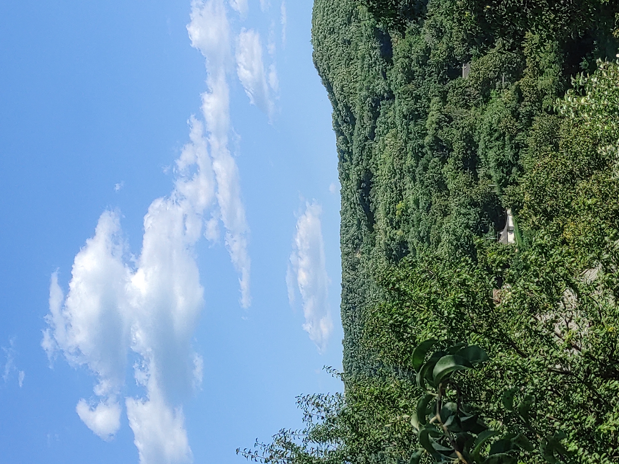 The image depicts a lush, green hillside covered in dense foliage under a bright blue sky with scattered white clouds. In the foreground, there are trees with vibrant green leaves. A few buildings are partially visible through the trees on the lower slope of the hill. The scene appears to be a natural landscape within or near the city of Sadova, Moldova.