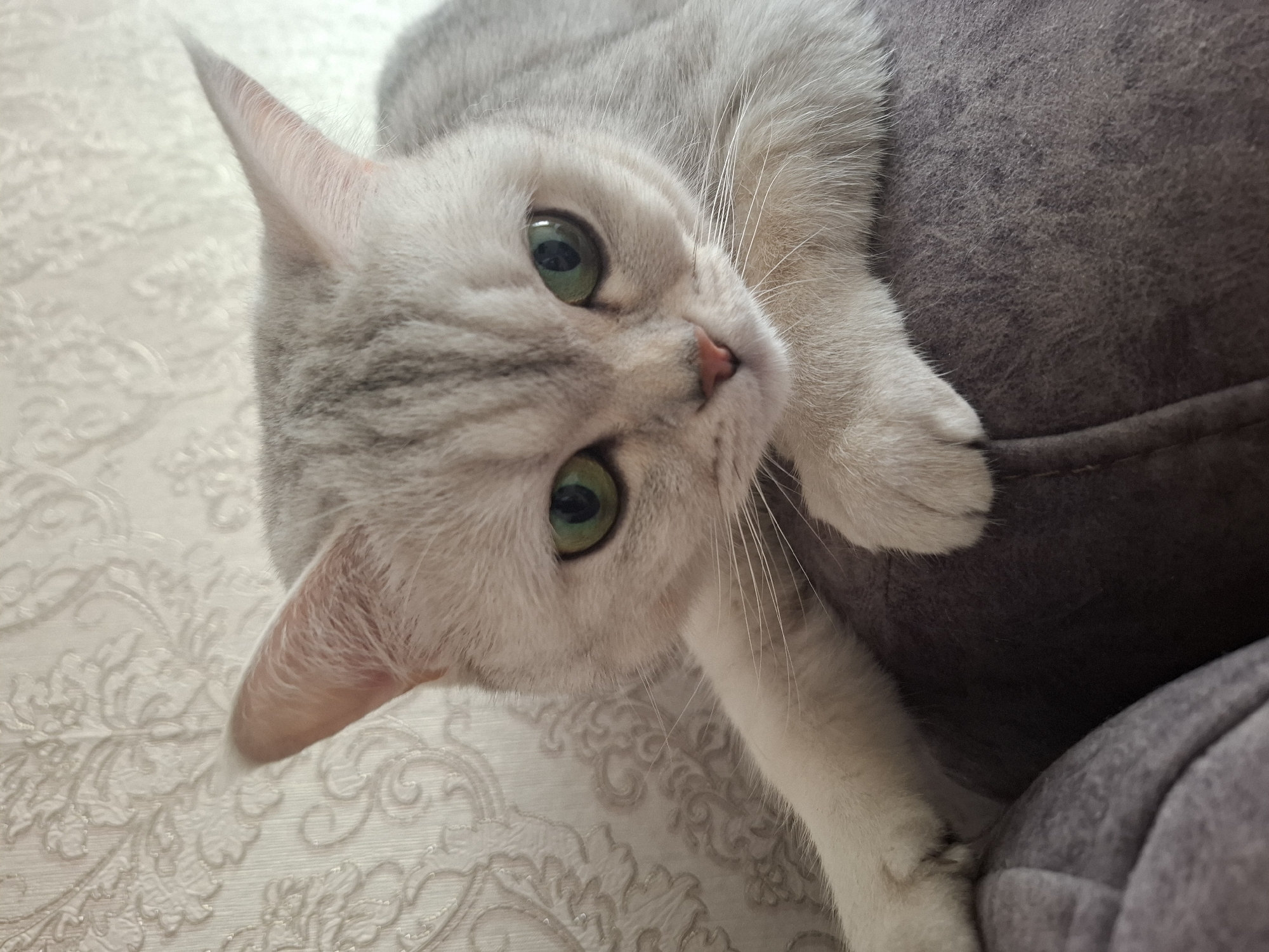 A light gray tabby cat with green eyes is resting on a plush, gray surface, possibly a couch. The cat's gaze is directed slightly down and to the left. Behind the cat, a textured, light-colored wallpaper with a floral pattern is visible. The lighting is soft and appears to be natural, coming from the right side of the frame. The image does not provide any specific information about the city of Svobodny, Russia.