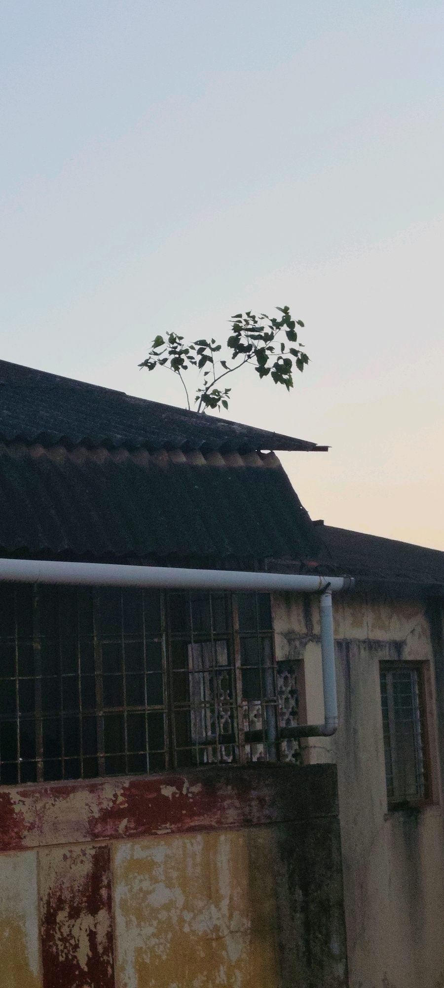 A small tree with green leaves grows from the dark, corrugated rooftop of an aging building. The building's walls are weathered, with patches of peeling paint revealing underlying red and yellow hues. Above the wall, a large window with a metal grid is visible, partially obscured by a horizontal white pipe. A vertical downspout is attached to the side of the building, connecting to the pipe. The sky is a pale, clear blue, suggesting it is either early morning or late afternoon. This scene is captured in Belagavi, India.