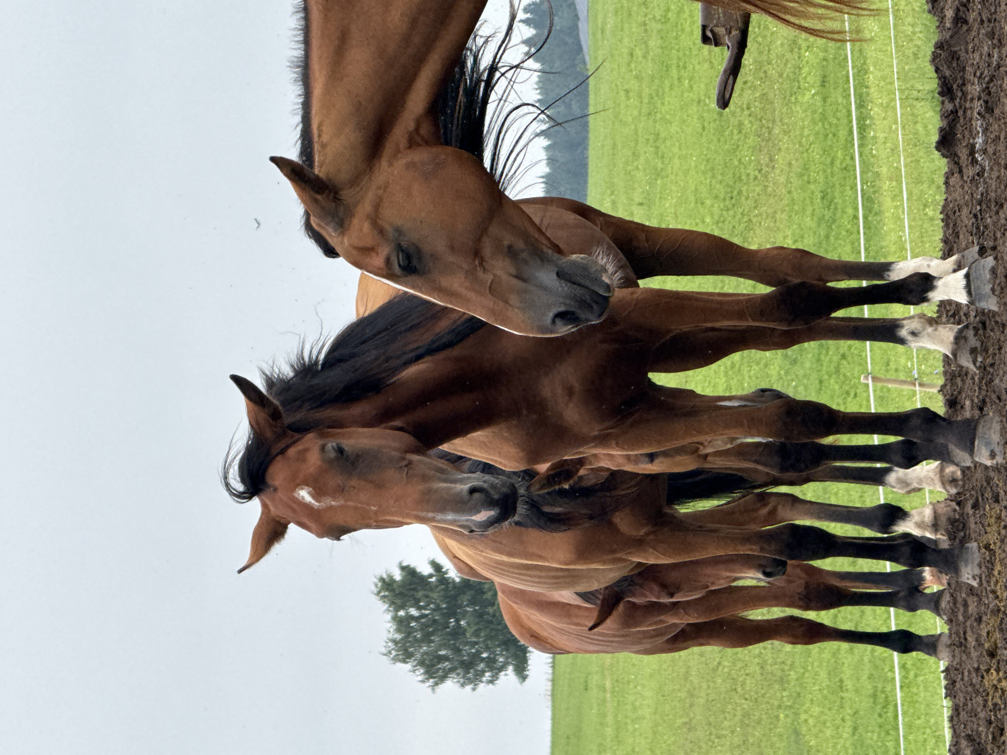 The image shows a group of brown horses standing in a muddy area in front of a green field, with a tree and a cloudy sky in the background. The horses are facing towards the viewer, with some of their bodies partially obscured by others. The lighting suggests it is daytime, possibly overcast. The setting appears to be rural. The location is identified as Galinė, Lithuania.