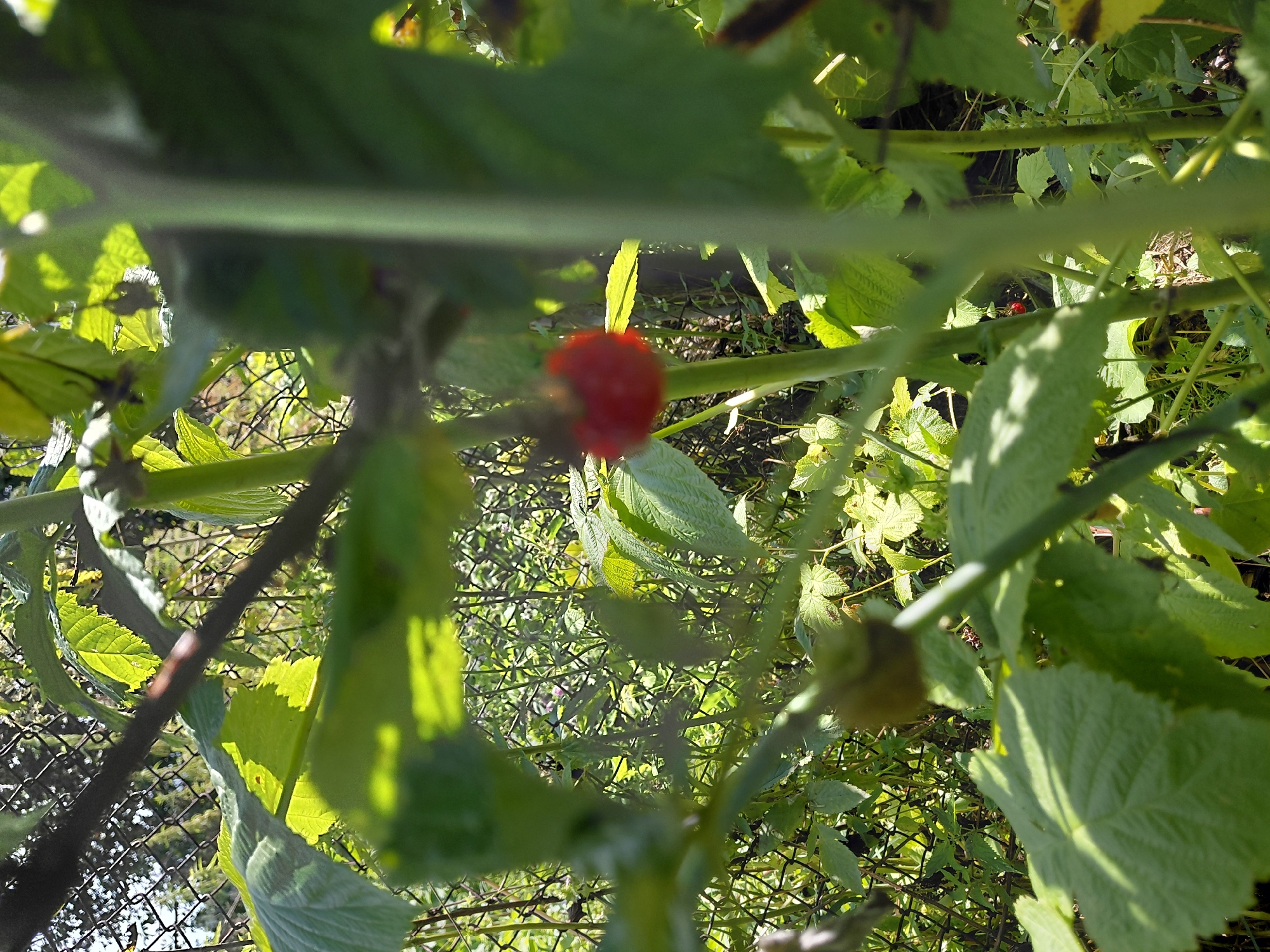 In Malinovka, Russia, a red raspberry is visible on a green stem, partially obscured by leaves. The raspberry is slightly out of focus, and its surface appears textured. The background features a wire fence and dense green foliage, suggesting an outdoor setting with vegetation. The lighting indicates it is daytime, with sunlight filtering through the leaves, creating highlights and shadows. There are no people or animals present in the scene.