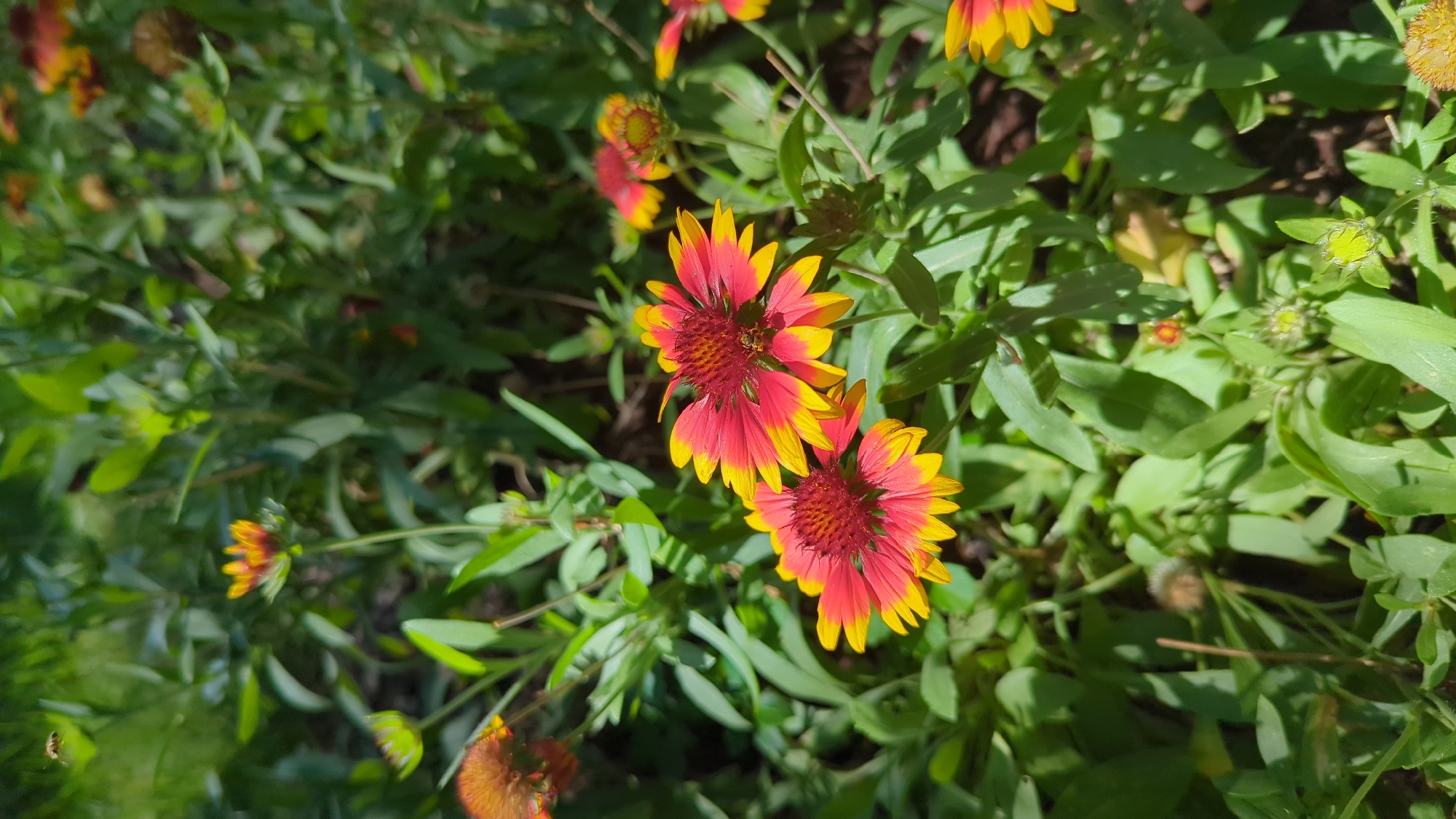The image depicts a close-up view of two blooming Gaillardia flowers, also known as Blanket Flowers, with their vibrant red petals tipped in yellow, set against a backdrop of lush green foliage. The flowers are in full bloom, their petals fanned out, showcasing their intricate centers. The surrounding leaves are a rich green, providing a natural contrast to the bright colors of the flowers. In the upper left corner, a small insect, possibly a bee, is visible in flight. The scene appears to be outdoors, likely in a garden or park setting, with dappled sunlight suggesting a bright day. The image is taken from a slightly elevated angle, looking down at the flowers.