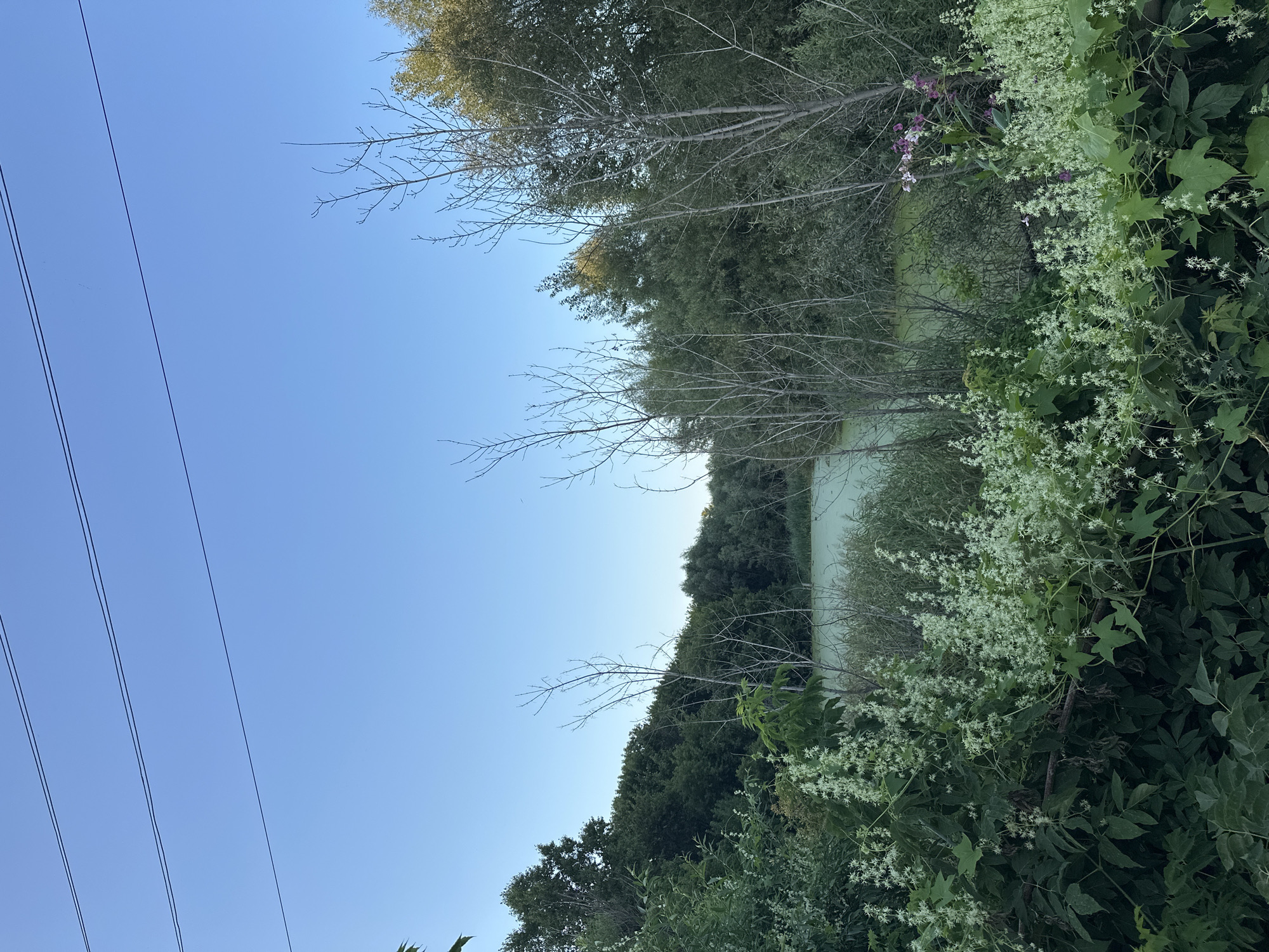 The image depicts a serene natural scene with a clear blue sky and power lines stretching across the top. In the foreground, lush green foliage and delicate white flowers are abundant. Beyond the vegetation, a calm, greenish body of water is visible, surrounded by dense trees and bushes. The overall impression is one of tranquility and natural beauty, suggesting a peaceful outdoor setting. The location is identified as Biysk, Russia.