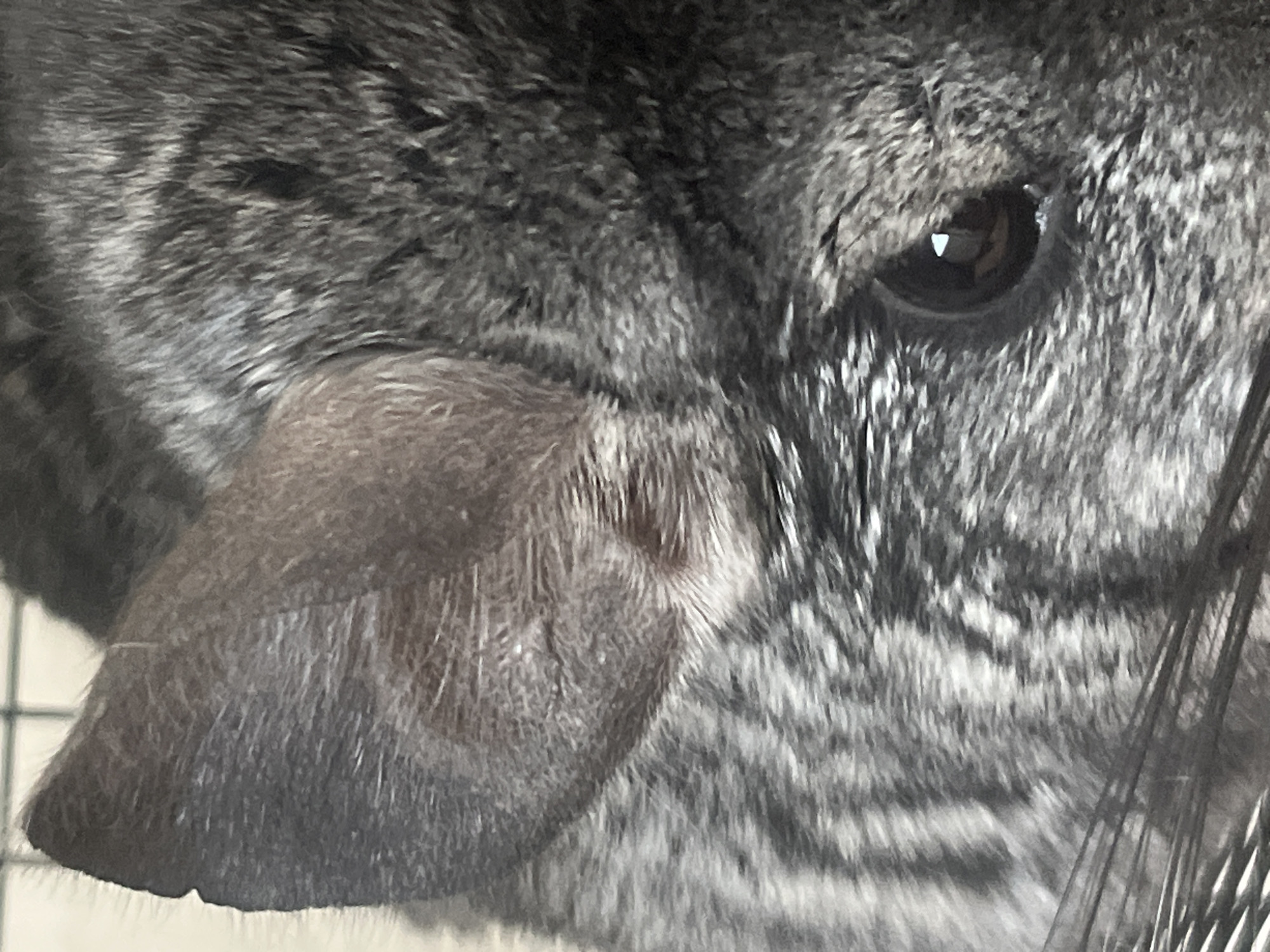 A close-up, eye-level, medium shot captures the left side of a chinchilla's face. The chinchilla has dark grey fur with lighter grey stripes running across its face and down its body. Its large, dark eye is visible, reflecting a triangular light source. The chinchilla's large, upright ear is positioned in the upper left quadrant of the frame. The background is a blurred cage, suggesting the chinchilla is in captivity. The scene does not provide any information about the city of Rybnitsa, Moldova.