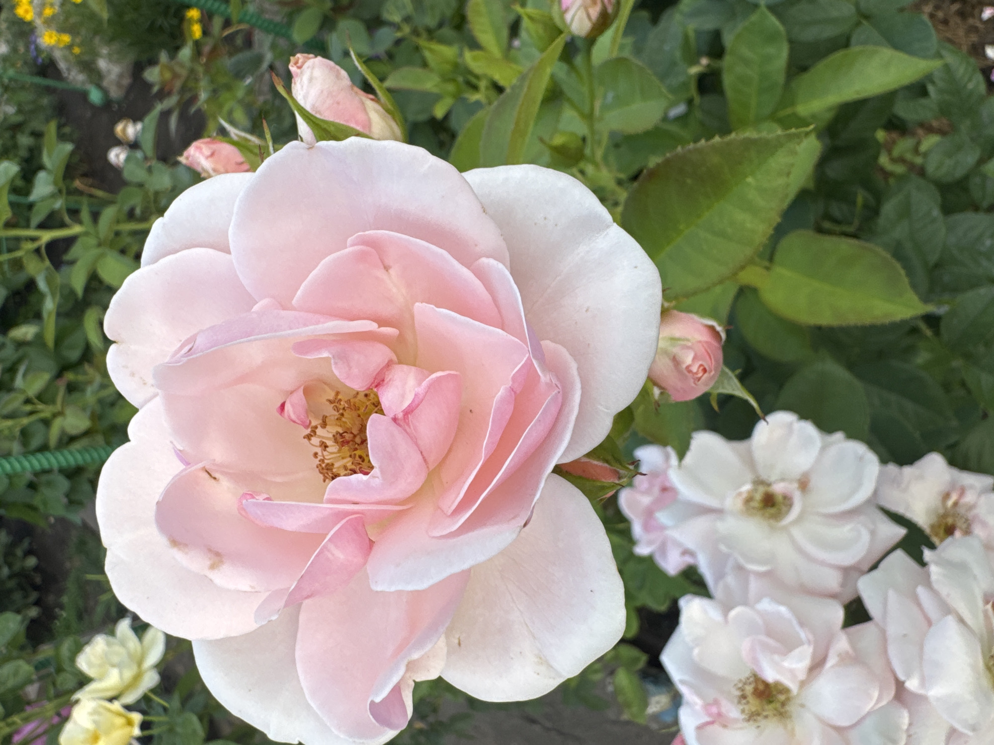This is a close-up, vertical, eye-level shot of a cluster of pale pink roses in what appears to be a garden or park. The main subject is a large, fully bloomed rose in the center foreground, its petals unfurling in soft shades of pink and white. The center of this rose reveals stamens and pistils. To the left and bottom of the frame, several smaller, less open pale pink roses are visible. In the background, out-of-focus, are yellow roses and green foliage. A thin, green, ribbed object, possibly a garden stake or part of a trellis, runs vertically along the right side of the background. The lighting suggests it is daytime, possibly late afternoon, with soft shadows. The overall scene evokes a sense of natural beauty and tranquility. The provided location of Rannii Rassvet, Russia, is not directly inferable from the visual elements in the image itself.
