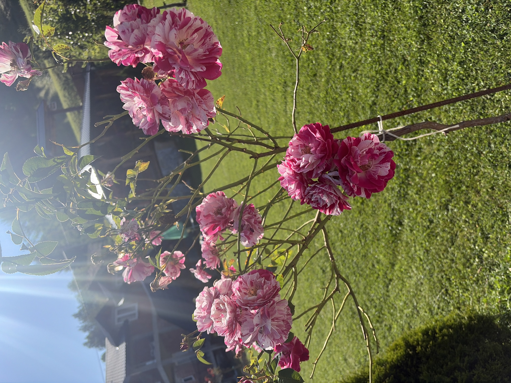 A rose bush with pink and white variegated blooms is in the foreground, with several clusters of flowers in various stages of bloom. The bush is supported by a thin stake tied with white twine. The background shows a manicured green lawn, a dark green conical shrub on the left, and a building with a dark roof and brown siding on the right. Beyond the building, trees are visible on a slope. The sky is bright blue with sun flares. The image was captured in the city of Plav, Montenegro, on a sunny day.