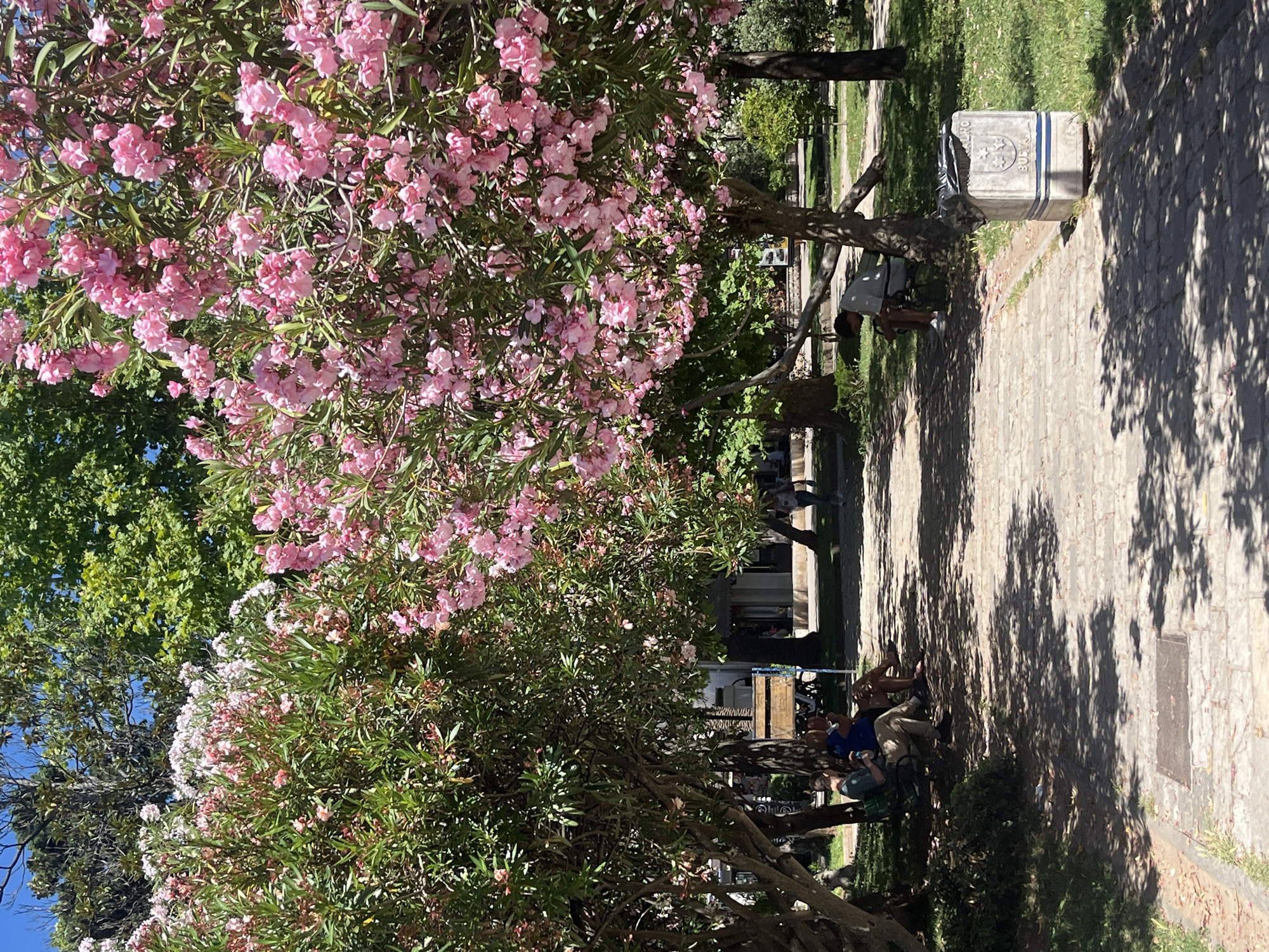 The image depicts a sun-drenched park scene in Budva, Montenegro, with a prominent pathway paved with stone. Two large trees laden with vibrant pink oleander blossoms arch over the path, casting dappled shadows. On the left side of the path, three individuals are seated on a park bench, engaged in conversation. On the right, a lone individual is seated on another bench, facing away from the camera. A concrete trash receptacle, featuring a crest with the inscription "BUDVA" and a crown, stands to the right of the path. In the background, glimpses of buildings and more trees suggest a well-maintained urban green space. The sky is a clear, bright blue, indicating fair weather.